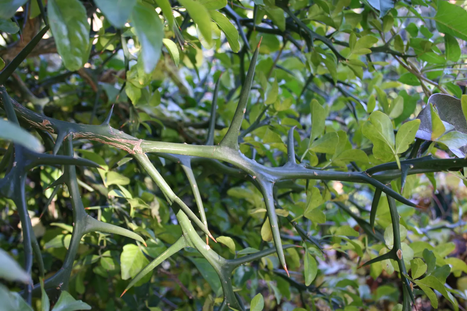 Bitter Orange (Citrus Aurantium) — It produces round, 2-3 inch diameter sour oranges valued for marmalades; white flowers in the garden, image 58