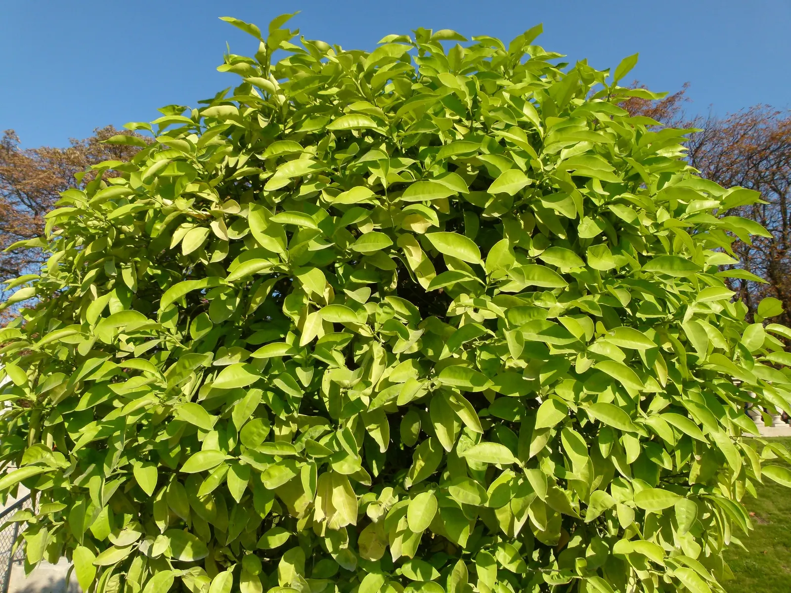 Bitter Orange (Citrus Aurantium) — white flowers in the garden
