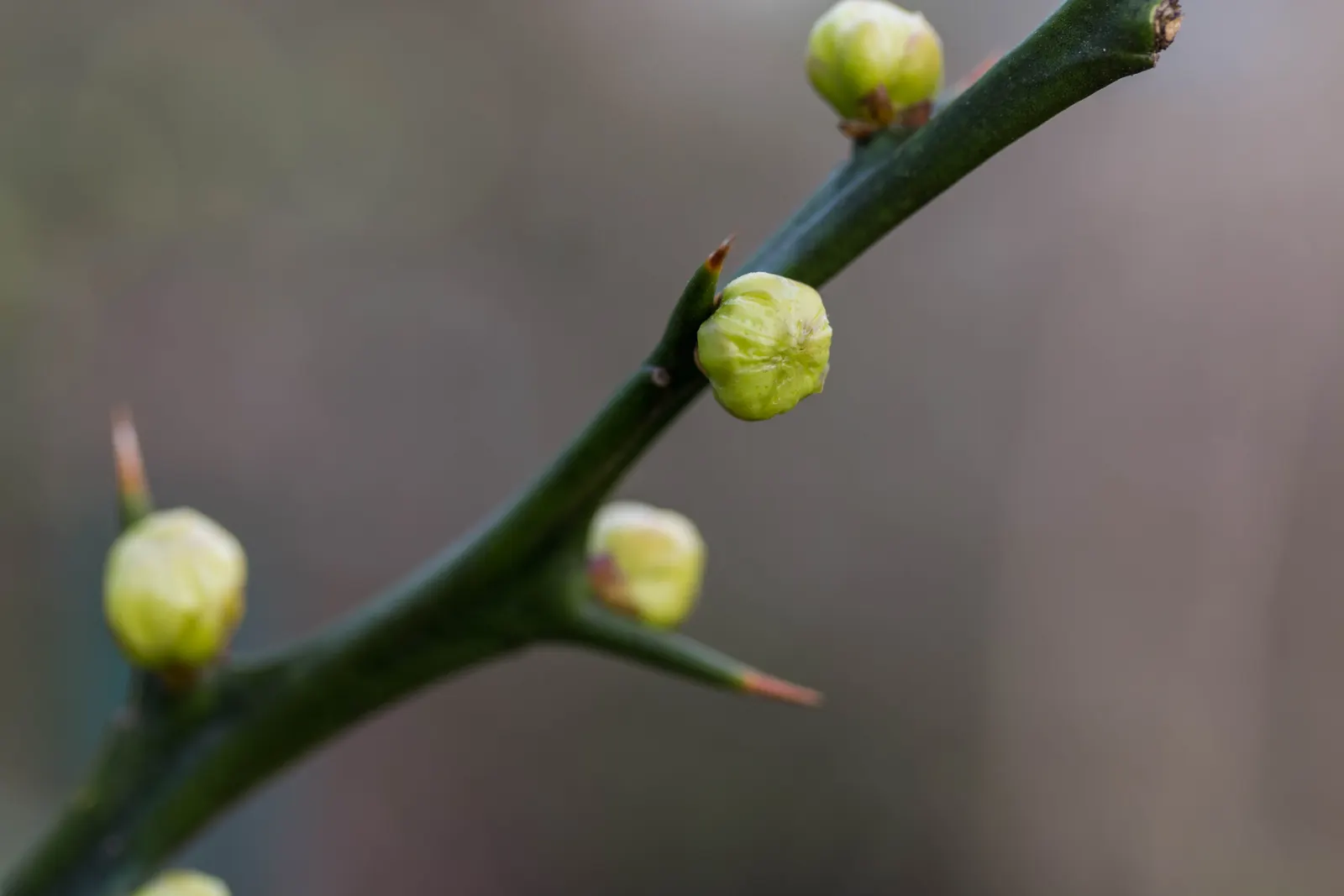 Bitter Orange (Citrus Aurantium) — commonly known as the Bitter Orange or Seville Orange; tree with white blooms, image 62