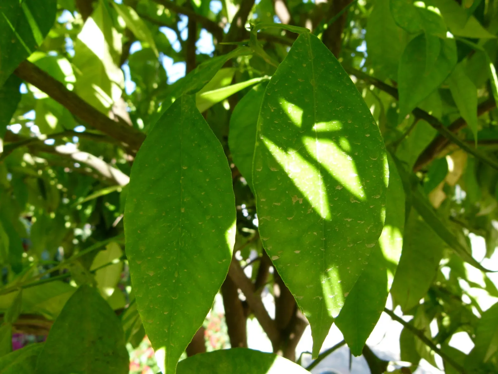 Bitter Orange (Citrus Aurantium) — thick rind that holds a bounty of highly acidic