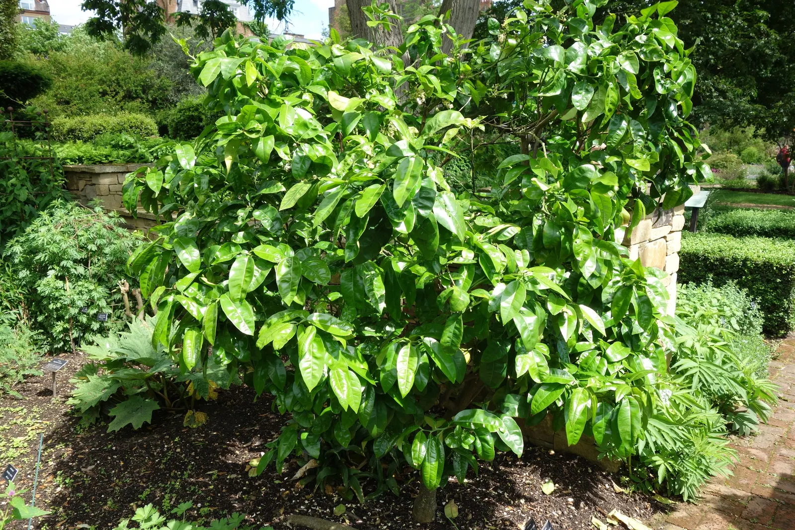 Bitter Orange (Citrus Aurantium) — the fruit is highly prized for making marmalade and can add a visually appealing; it grows 8-15 feet tall with a similar
