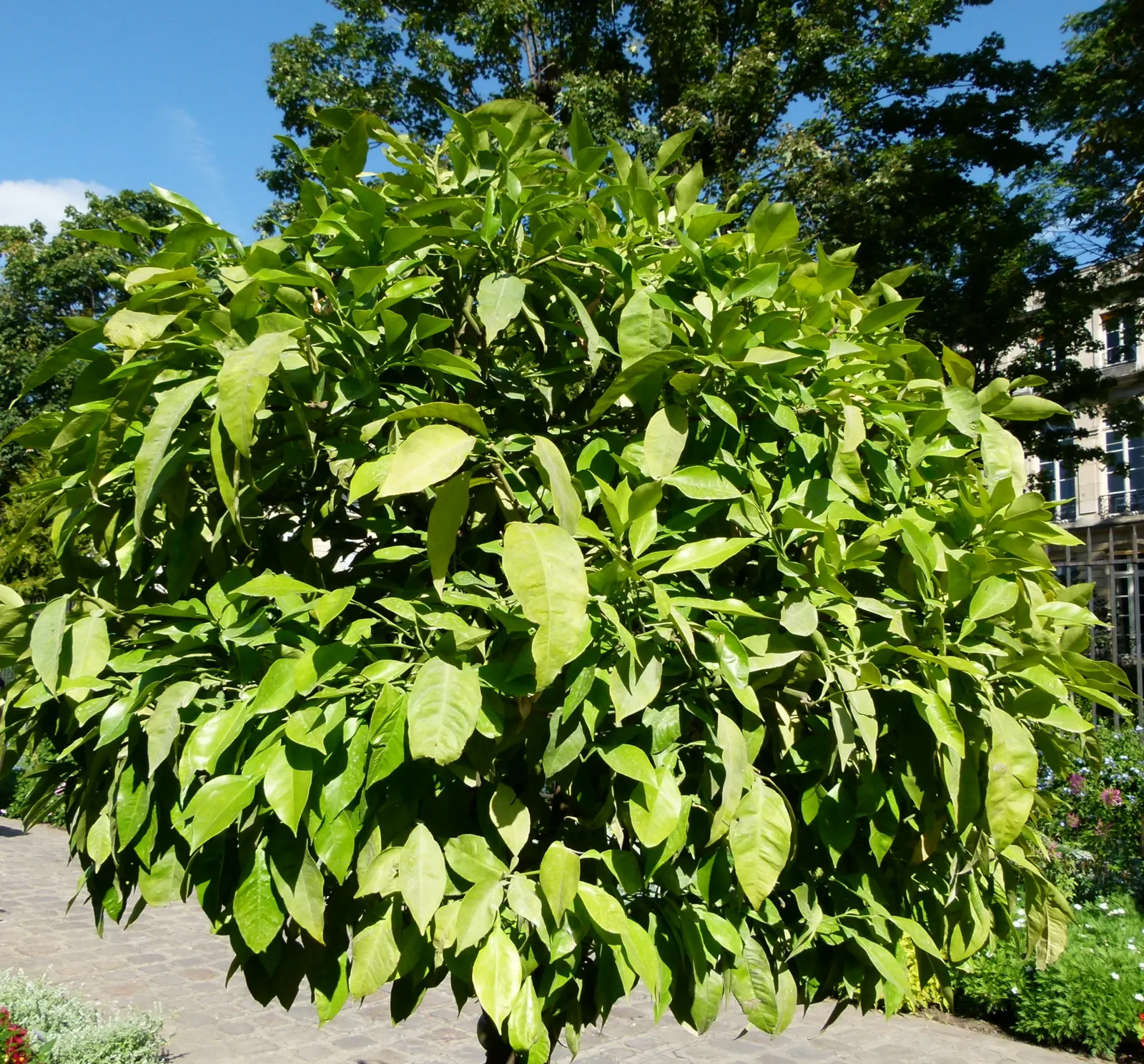 Bitter Orange (Citrus Aurantium) — Suited for Zones 9-11, it thrives in full sun and well-draining soil, image 32