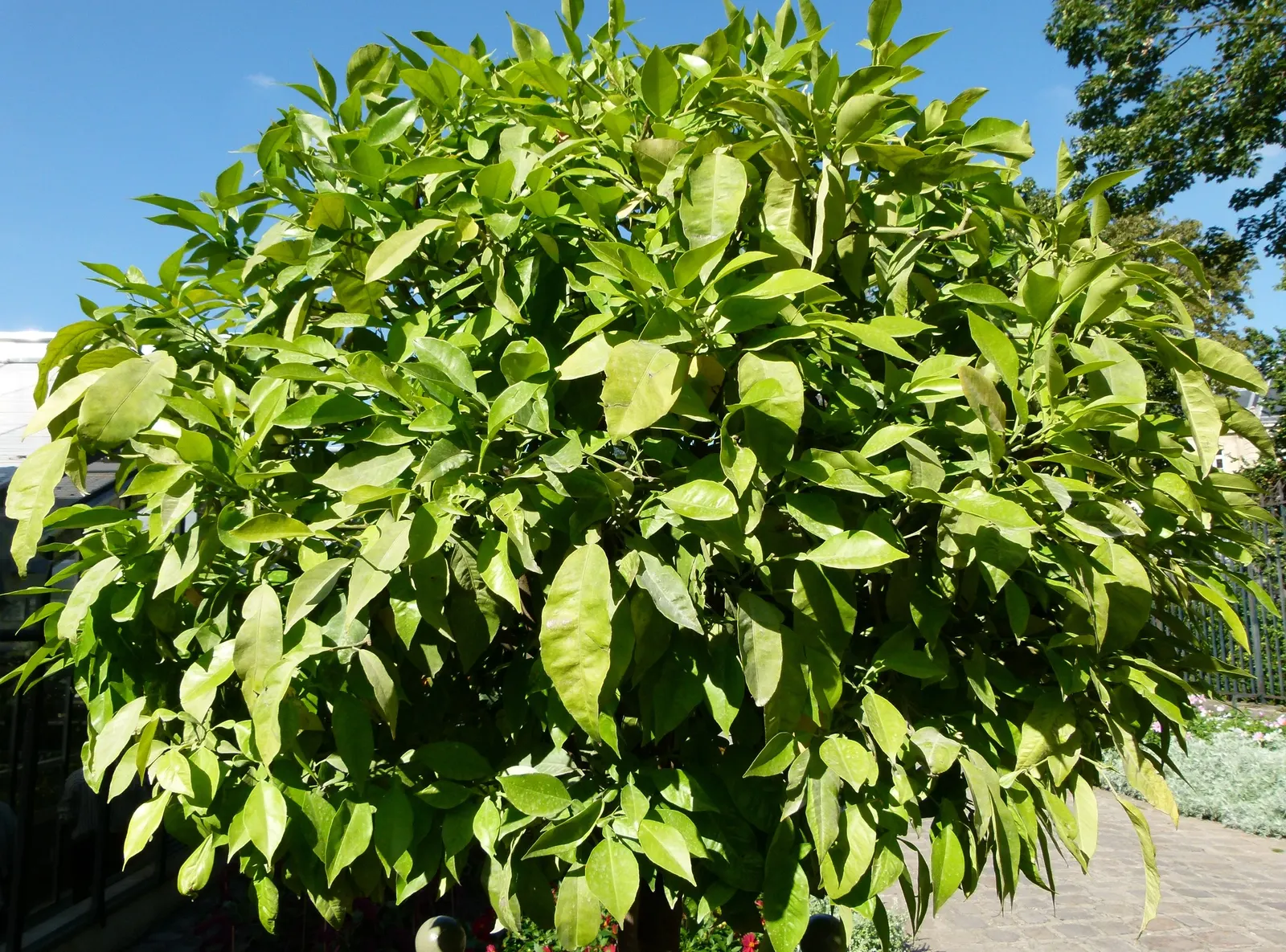Bitter Orange (Citrus Aurantium) — each about 1 to 1.5 inches in diameter