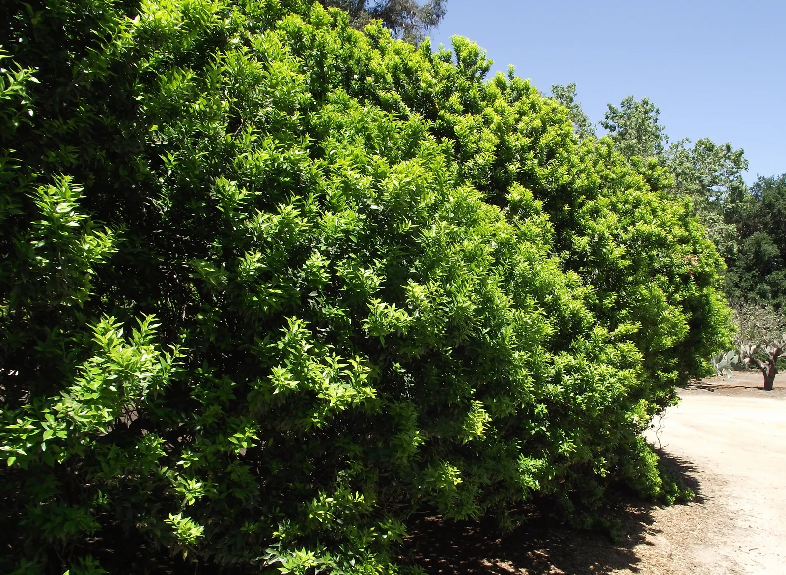 Bitter Orange (Citrus Aurantium) — Its dense foliage consists of glossy; tree for full