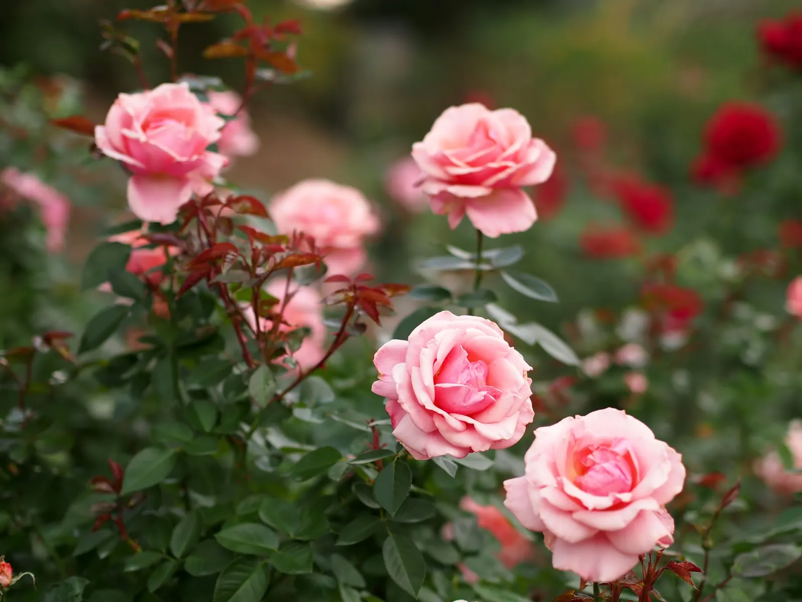 Tournament Of Roses Rose (Rosa 'Tournament Of Roses') — A mature plant can reach a height of 3 to 5 feet and a spread of 2 to 3 feet