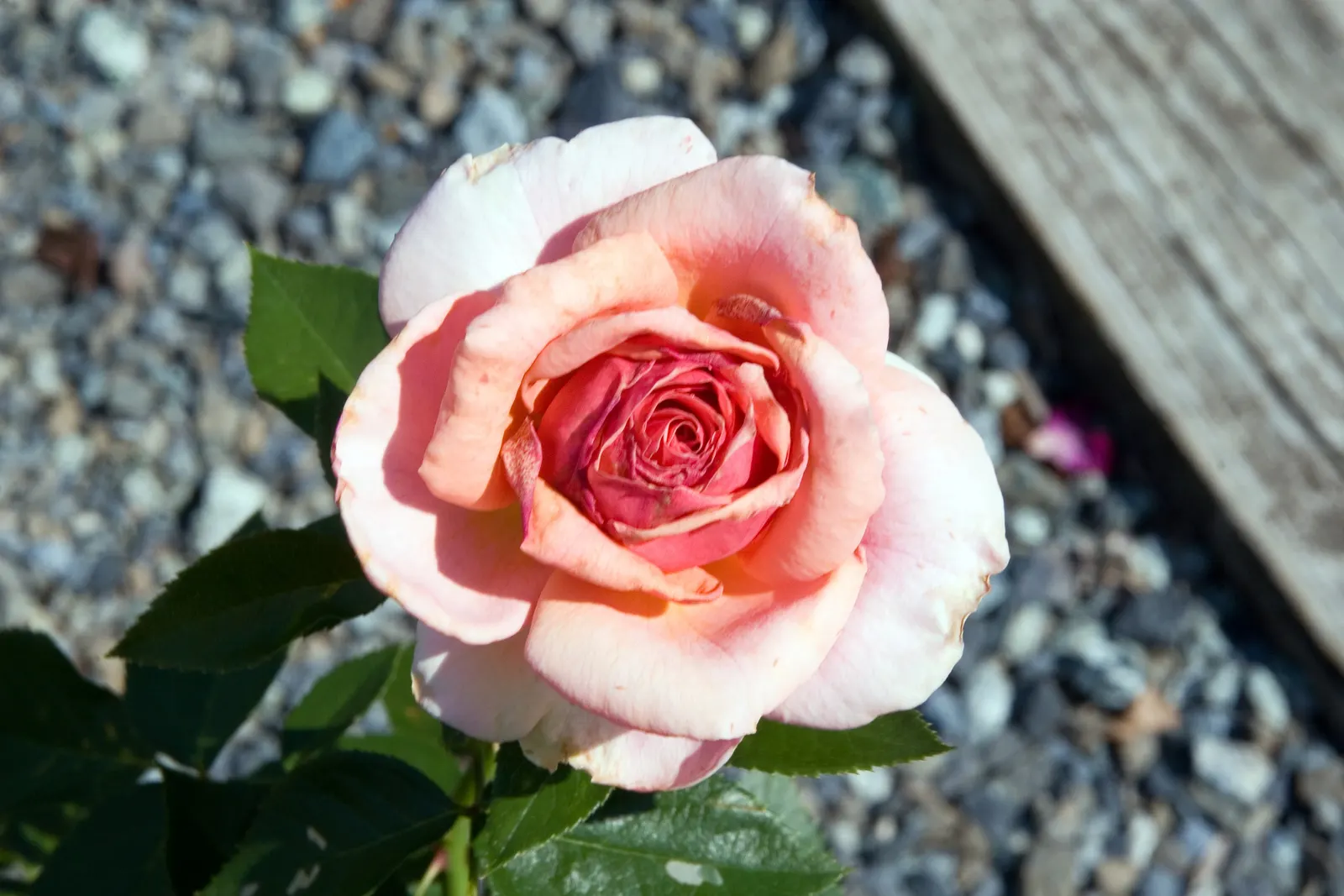 Tournament Of Roses Rose (Rosa 'Tournament Of Roses') — is a hybrid tea rose that stands out in any landscape design for its unique lavender-blue blossoms