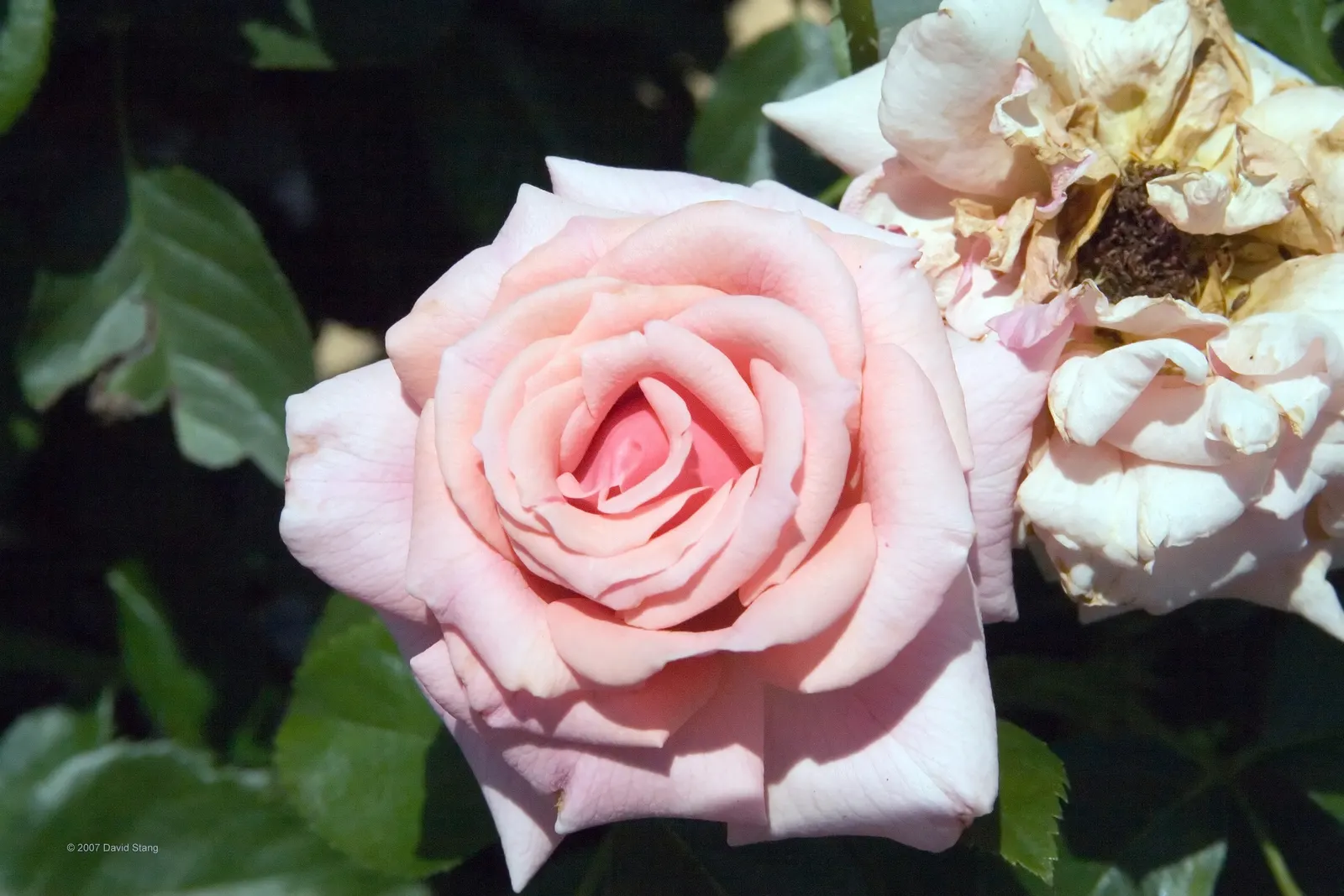 Tournament Of Roses Rose (Rosa 'Tournament Of Roses') — Preferring full sun, it needs well-draining soil