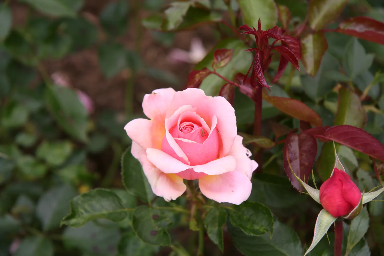 Tournament Of Roses Rose (Rosa 'Tournament Of Roses') — Renowned for its alluring fragrance, each flower unfurls to 4-5 inches across