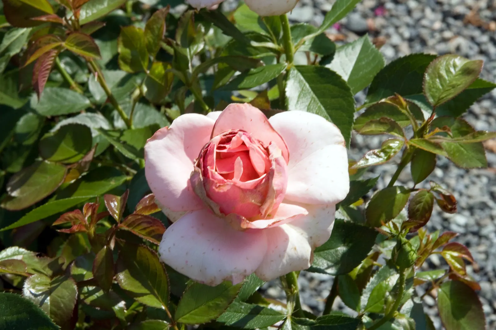 Tournament Of Roses Rose (Rosa 'Tournament Of Roses') — Resistant to diseases, it's an elegant addition to any garden