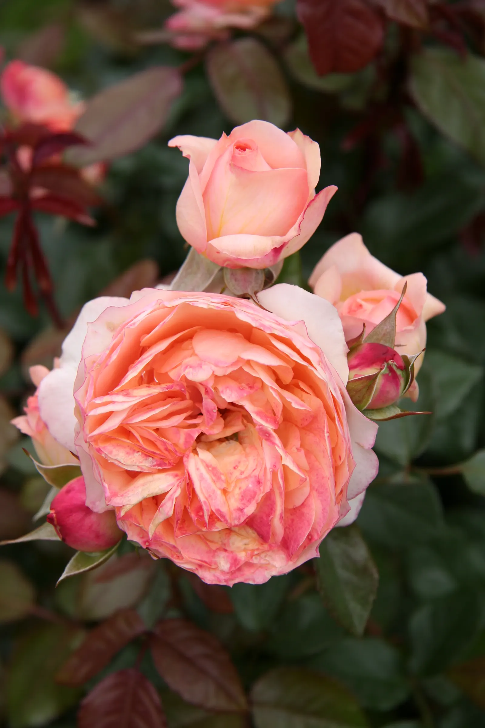 Tournament Of Roses Rose (Rosa 'Tournament Of Roses') — The Rosa 'Tournament of Roses', commonly called Blue Girl Rose, is a hybrid tea with silvery-lavender