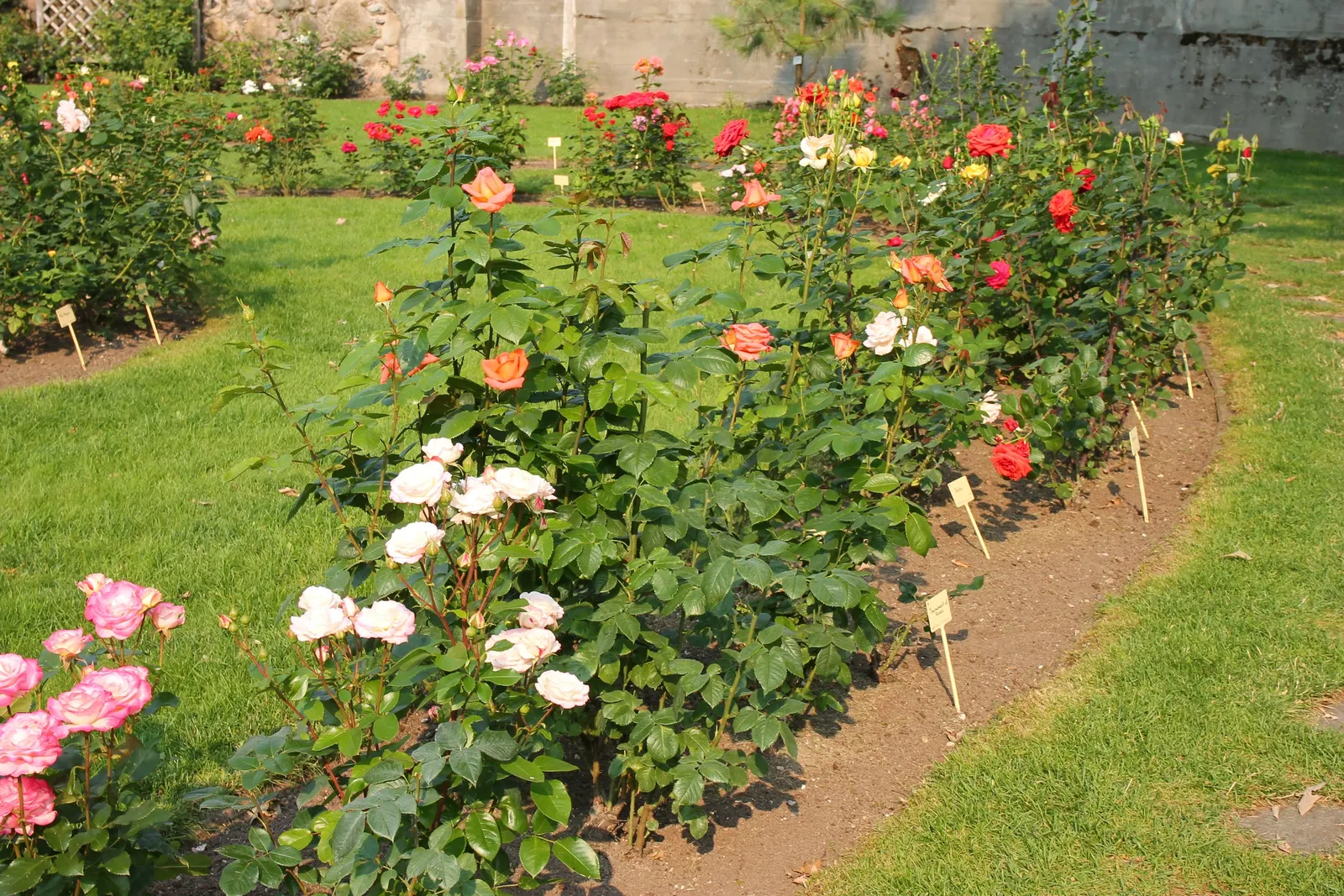 Tournament Of Roses Rose (Rosa 'Tournament Of Roses') — also recognized by its synonym Rosa 'Tournament of Roses'