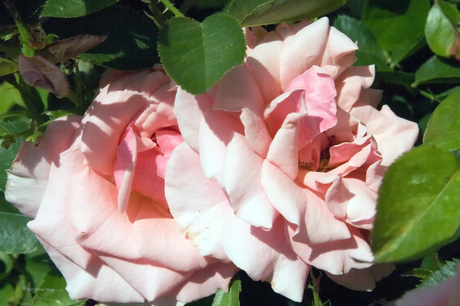 Tournament Of Roses Rose (Rosa 'Tournament Of Roses') — This perennial thrives in USDA zones 7-9, reaching up to 5 feet in height and 4 feet in width