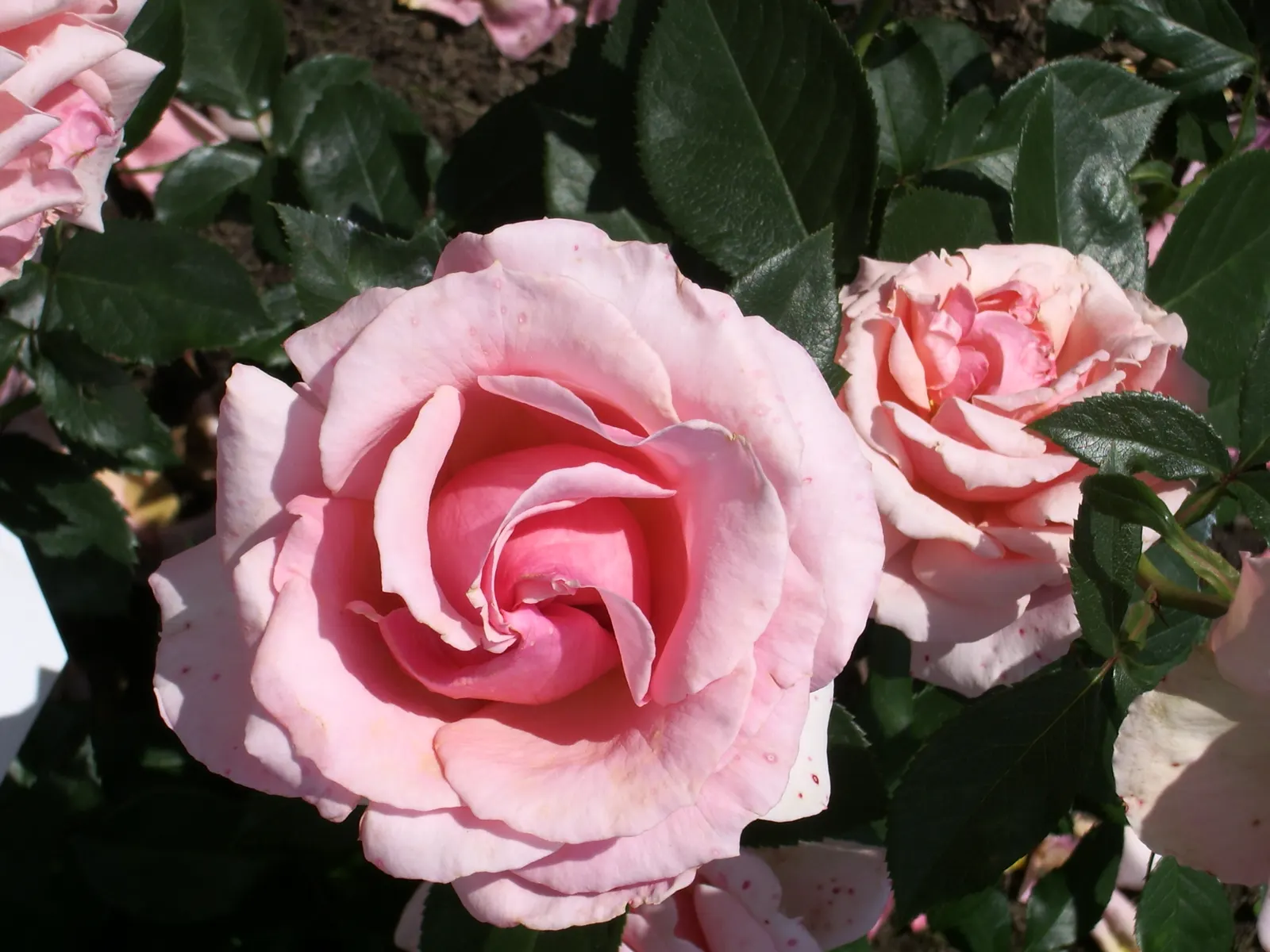 Tournament Of Roses Rose (Rosa 'Tournament Of Roses') — Prune in late winter for optimal health