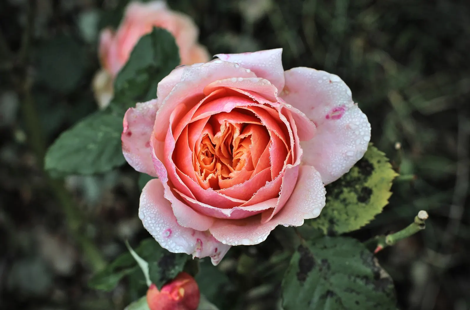 Tournament Of Roses Rose (Rosa 'Tournament Of Roses') — Soil conditions should be well-draining with a pH balance ranging from 6.5 to 7.0