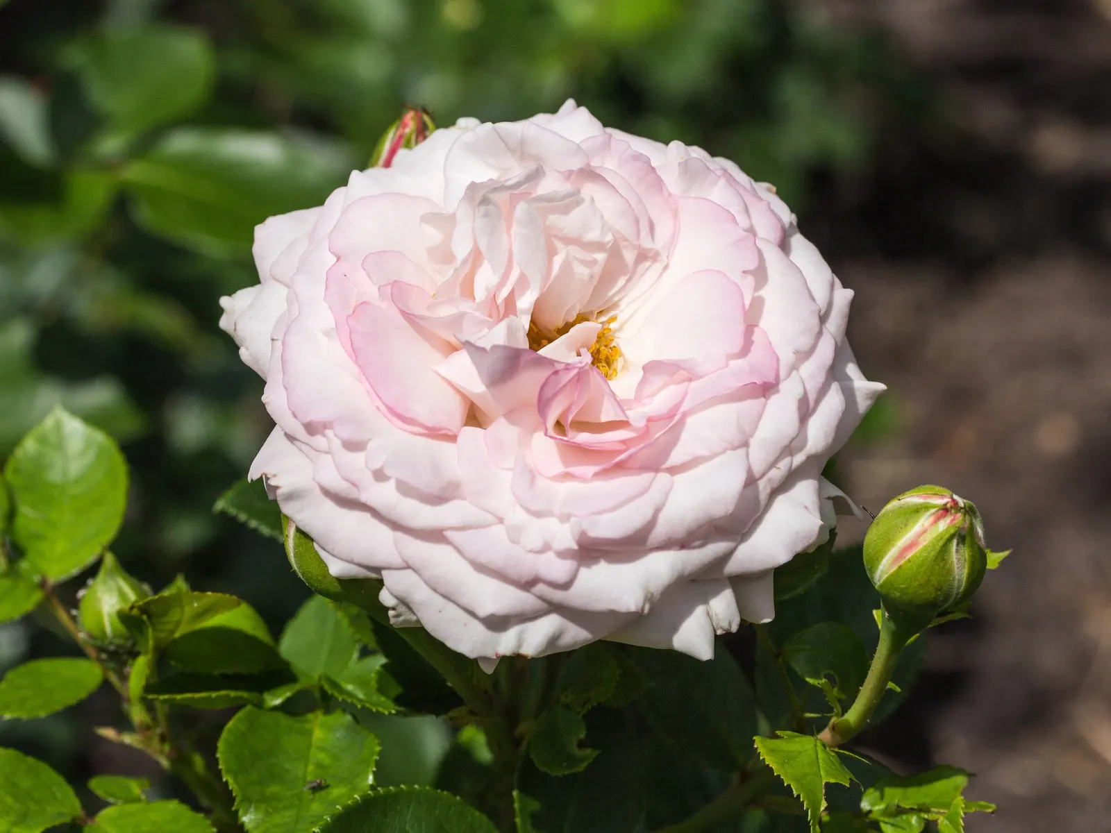 Tournament Of Roses Rose (Rosa 'Tournament Of Roses') — this plant can serve as a focal point in your garden or act as part of a mixed border