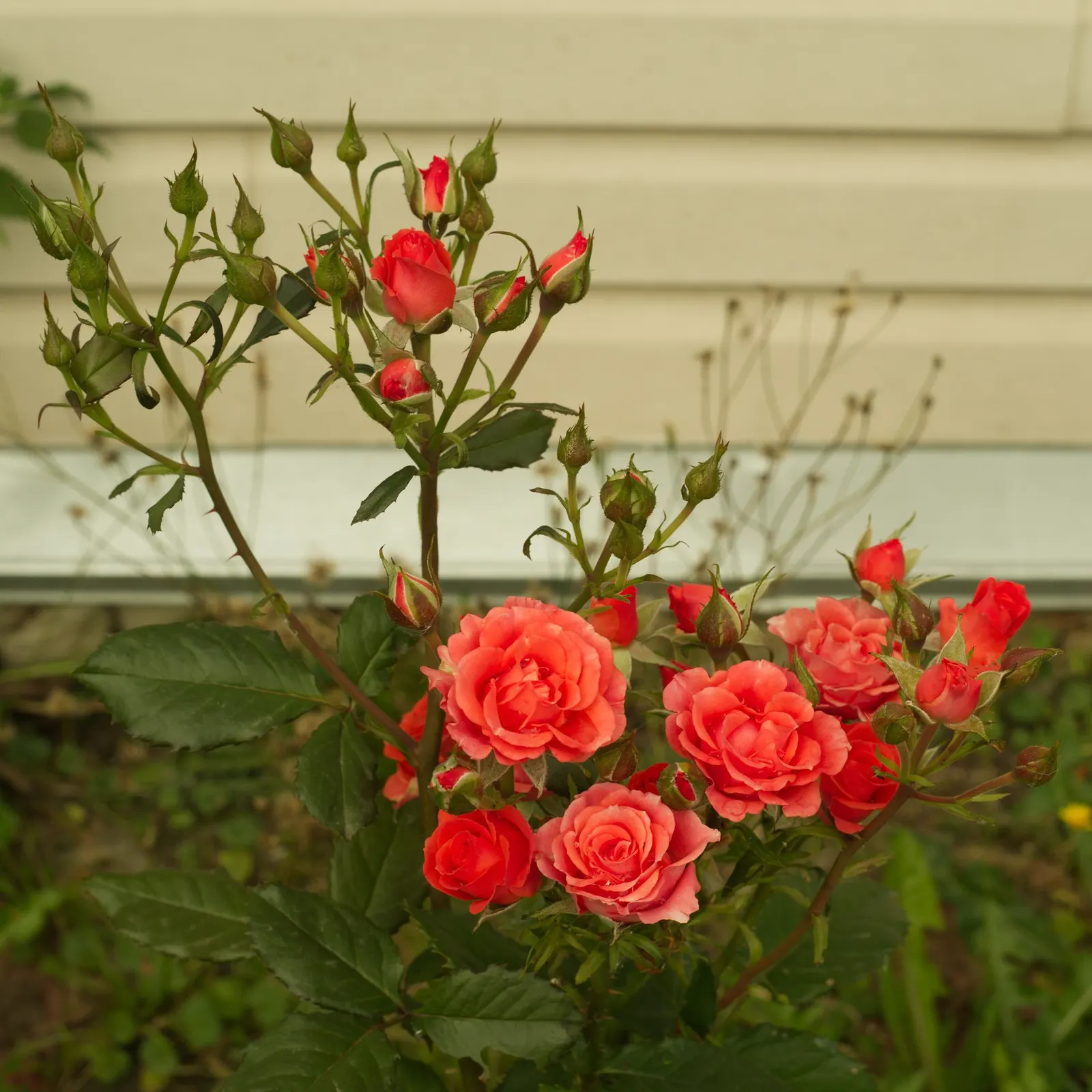 Tournament Of Roses Rose (Rosa 'Tournament Of Roses') — offering a long season of visual delight