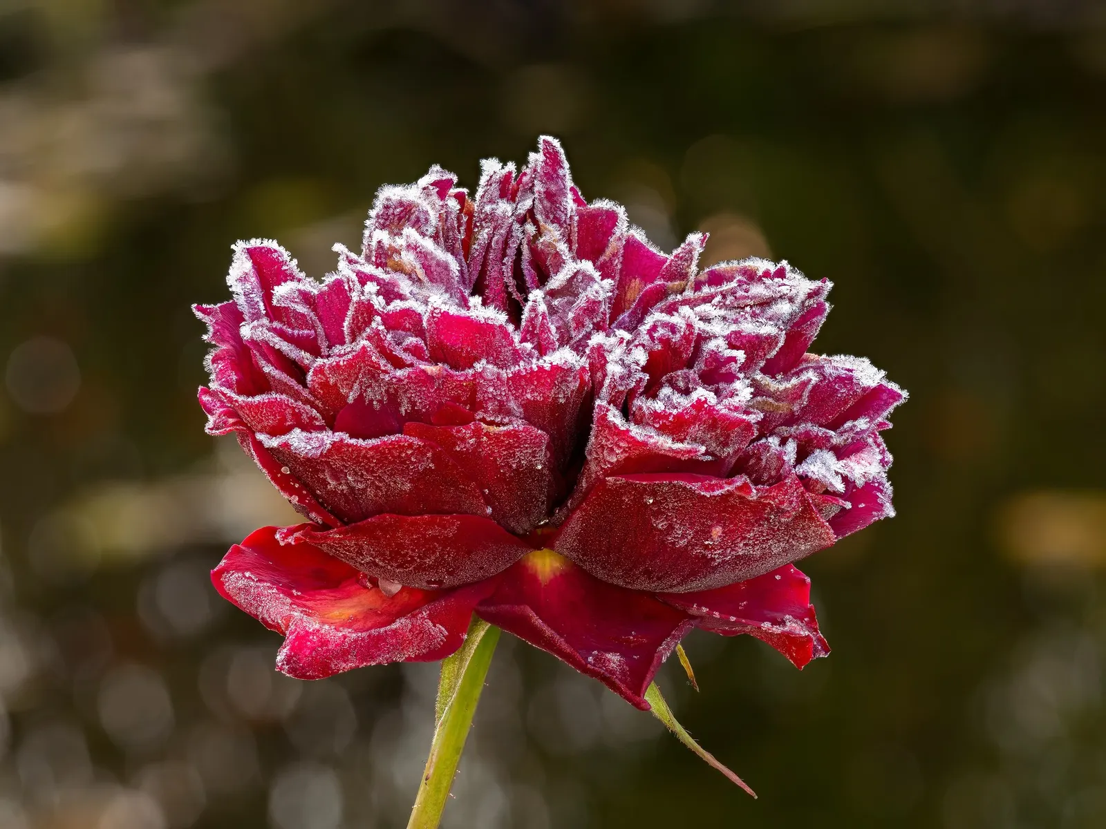 Tournament Of Roses Rose (Rosa 'Tournament Of Roses') — with a classical high-centered form that unfurls to reveal 35 to 40 petals