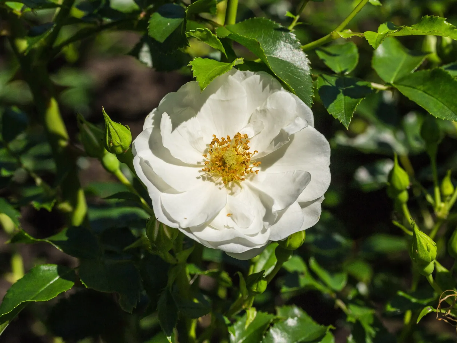 Tournament Of Roses Rose (Rosa 'Tournament Of Roses') — appropriate watering approximately 1 inch per week