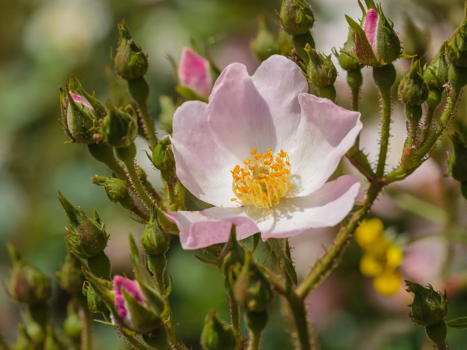 Tournament Of Roses Rose (Rosa 'Tournament Of Roses') — such as powdery mildew and black spot.<br><br>Staying vigilant with a regular maintenance routine