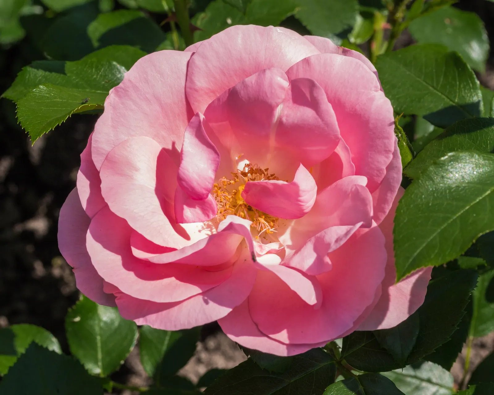 Tournament Of Roses Rose (Rosa 'Tournament Of Roses') — pink flowers in the garden