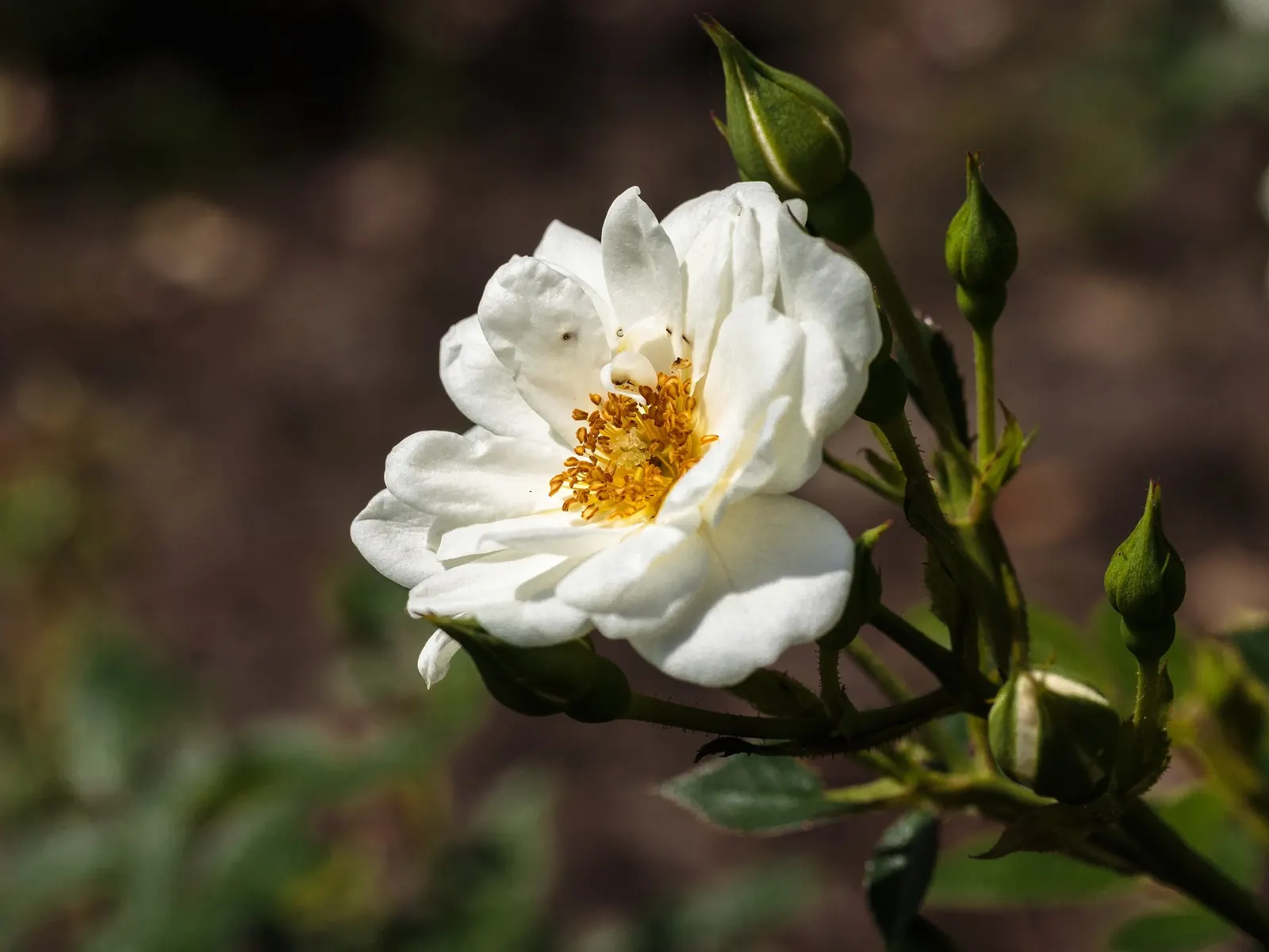 Tournament Of Roses Rose (Rosa 'Tournament Of Roses') — which is slightly acidic to neutral