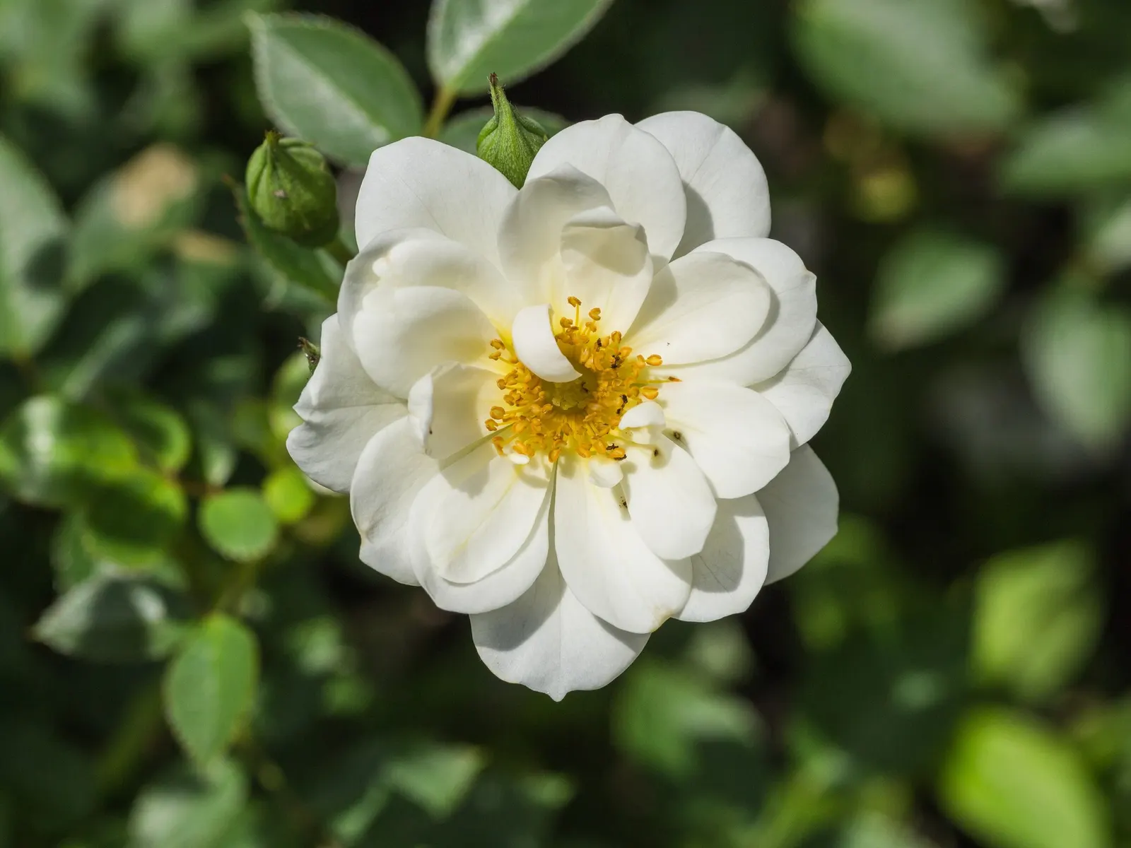 Tournament Of Roses Rose (Rosa 'Tournament Of Roses') — and mulching to retain moisture is vital for the health and vibrancy of the 'Blue Girl' Rose