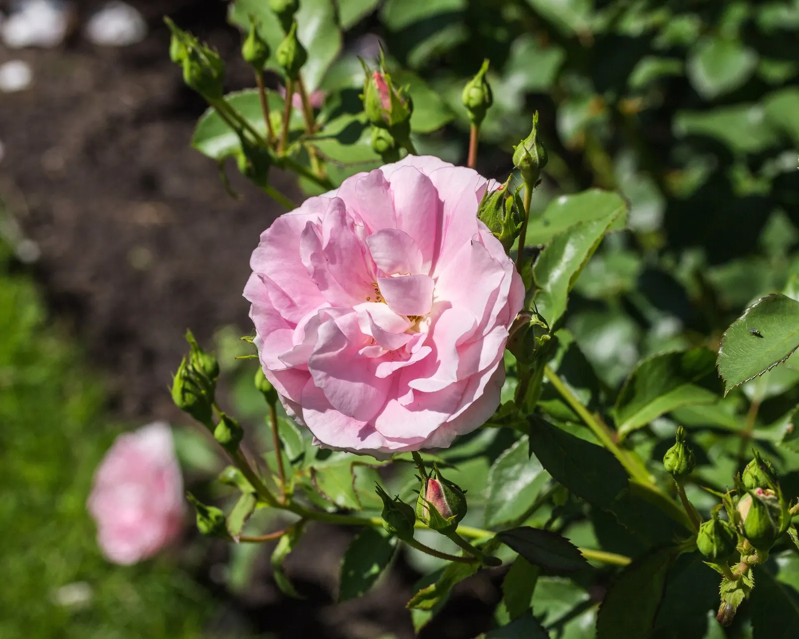 Tournament Of Roses Rose (Rosa 'Tournament Of Roses') — Ample air circulation is crucial to prevent common rose afflictions