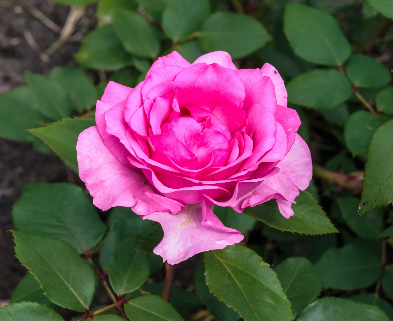 Tournament Of Roses Rose (Rosa 'Tournament Of Roses') — including deadheading to encourage reblooming