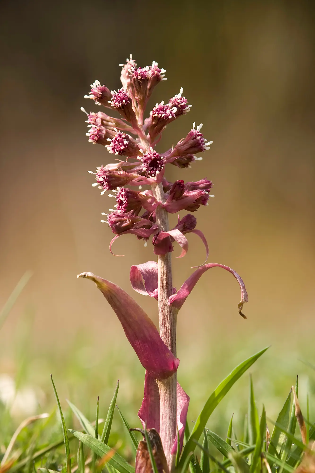 Butterbur (Petasites Japanicus 'Giganteus') — often spanning over 30 inches across