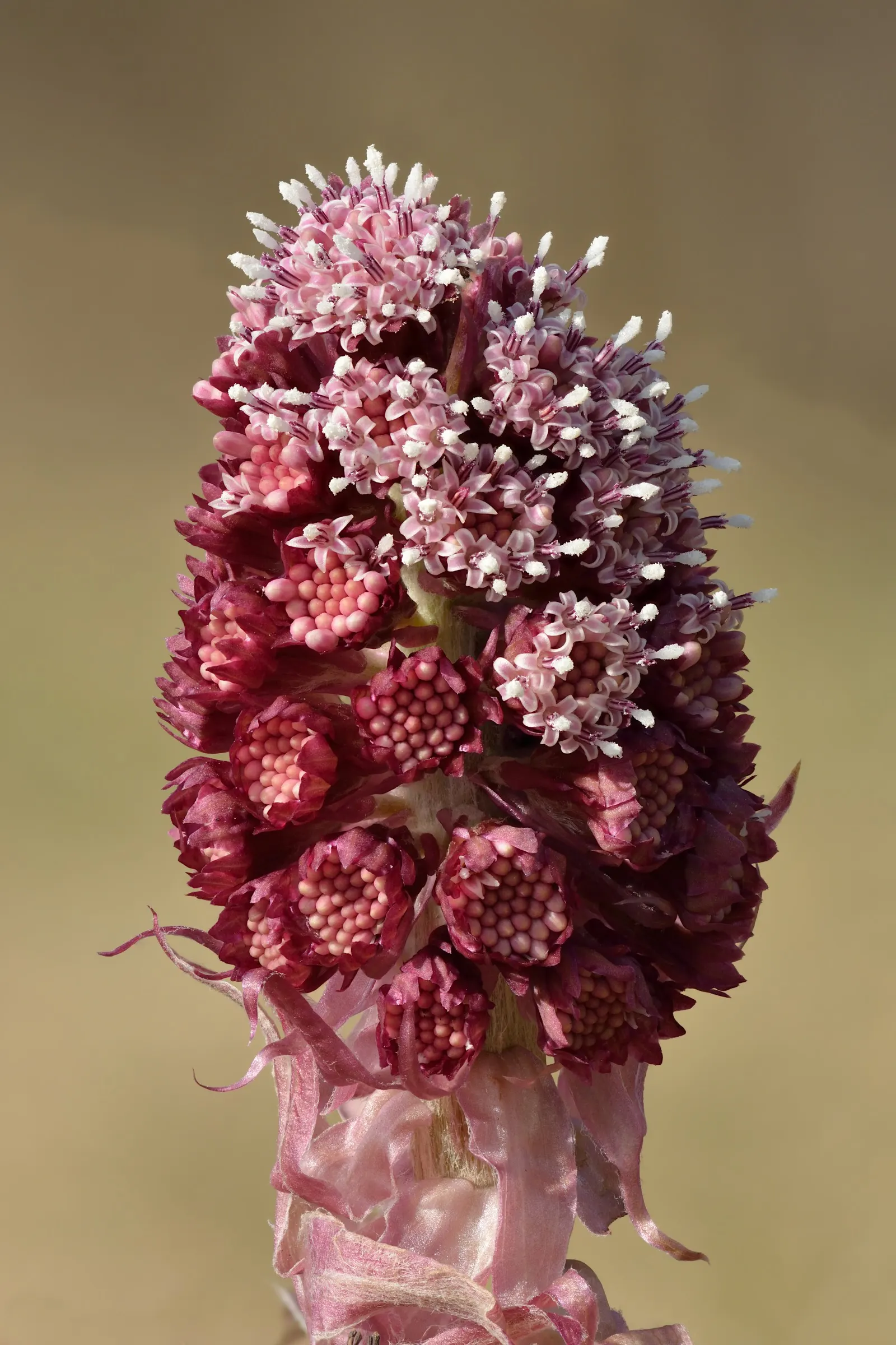Butterbur (Petasites Japanicus 'Giganteus') — This perennial thrives in USDA zones 5-9; the Butterbur unfurls its green foliage in late winter or, image 81