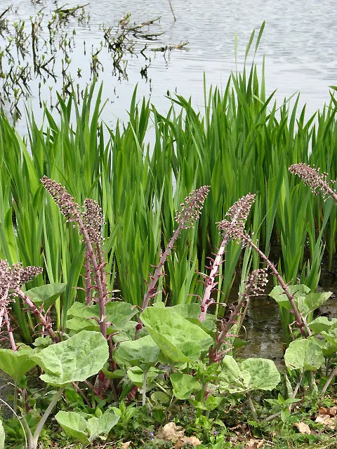 Butterbur (Petasites Japanicus 'Giganteus') — fleshy stems typically reaching between 3 to 5 feet in height.<br><br>As an early bloomer; this giant cultivar
