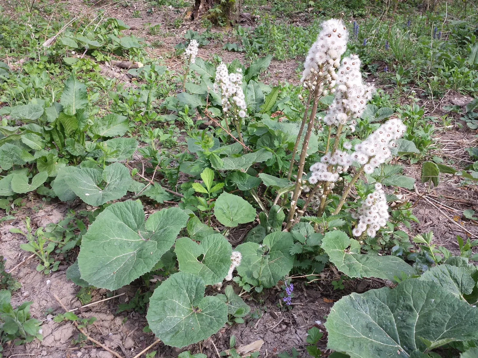 Butterbur (Petasites Japanicus 'Giganteus') — The plant's spread is equally substantial; green and yellow flowers in the garden