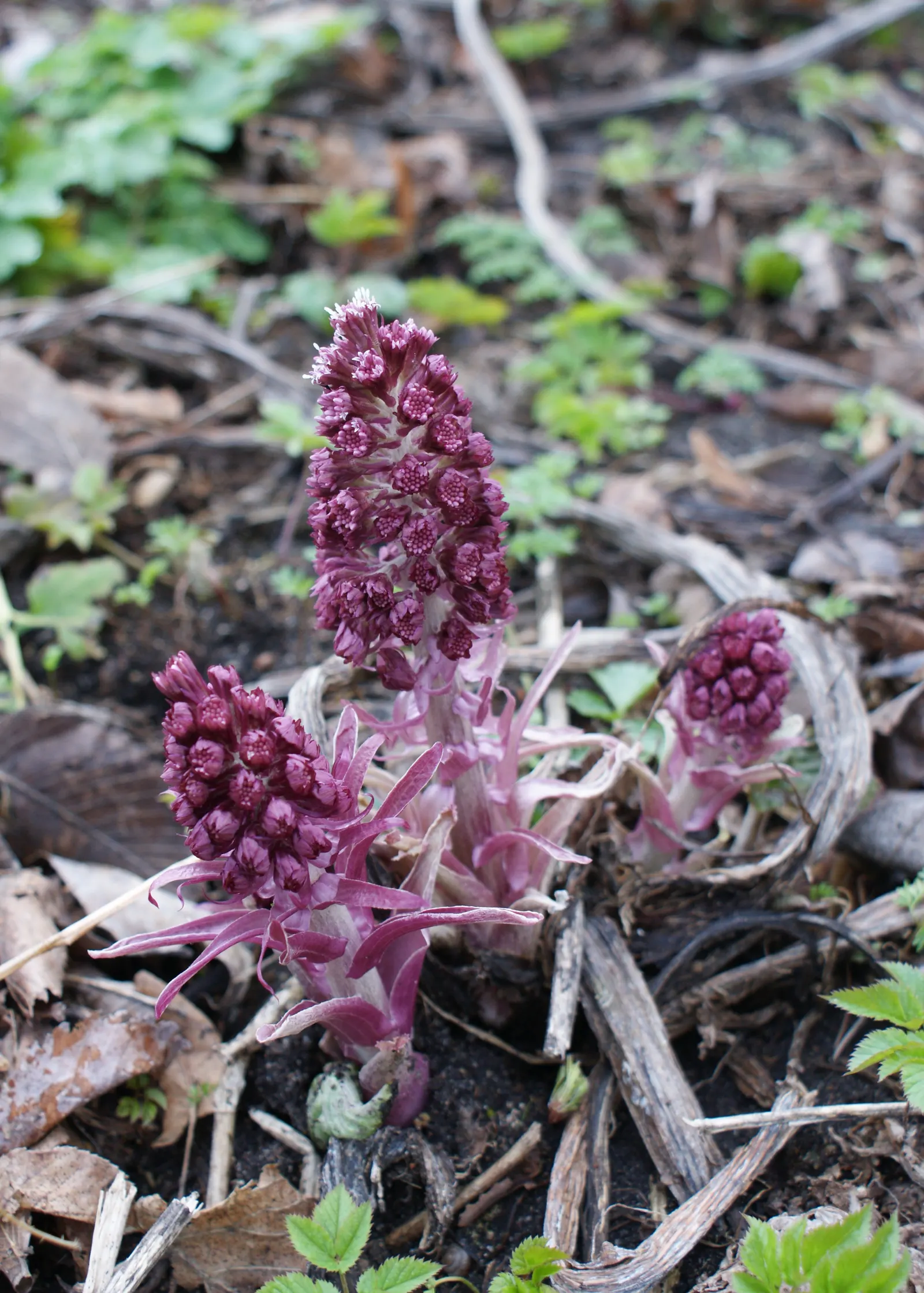 Butterbur (Petasites Japanicus 'Giganteus') — The plant's spread is equally substantial; green and yellow flowers in the garden, image 93