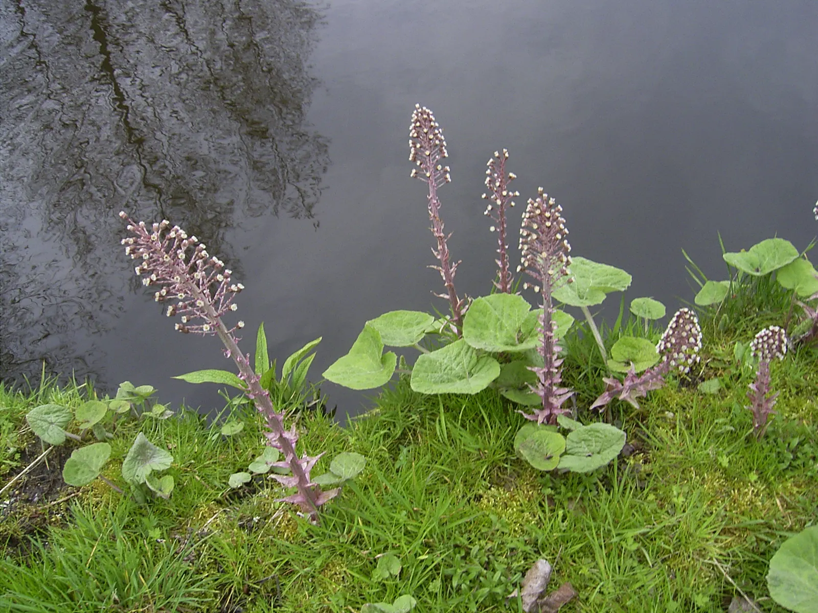 Butterbur (Petasites Japanicus 'Giganteus') — pinkish flower spikes that emerge just before the leaves; aquatic / perennial for full or half, image 123