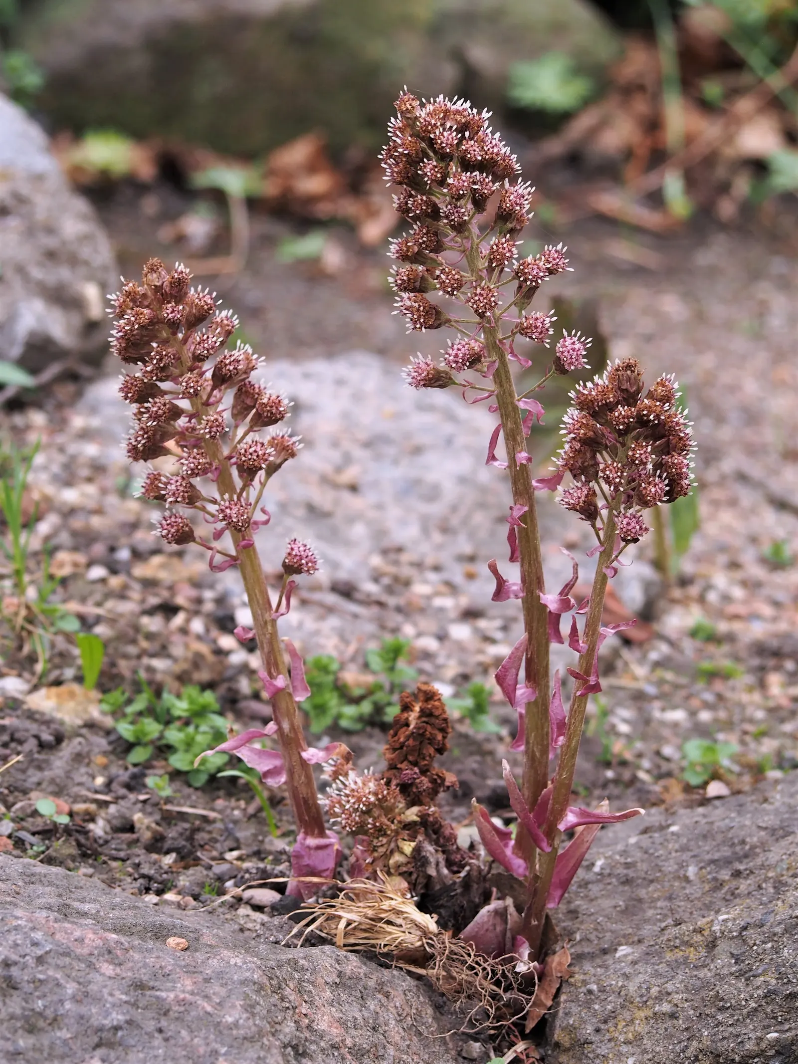 Butterbur (Petasites Japanicus 'Giganteus') — aquatic / perennial for full or half; it pairs well with ferns and hostas for a diverse understorey, image 130
