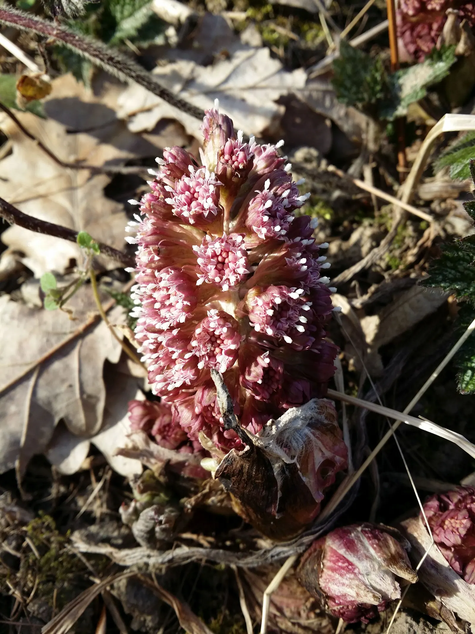 Butterbur (Petasites Japanicus 'Giganteus') — aquatic / perennial with green and yellow blooms; allowing it to fill expansive areas with its heart-shaped