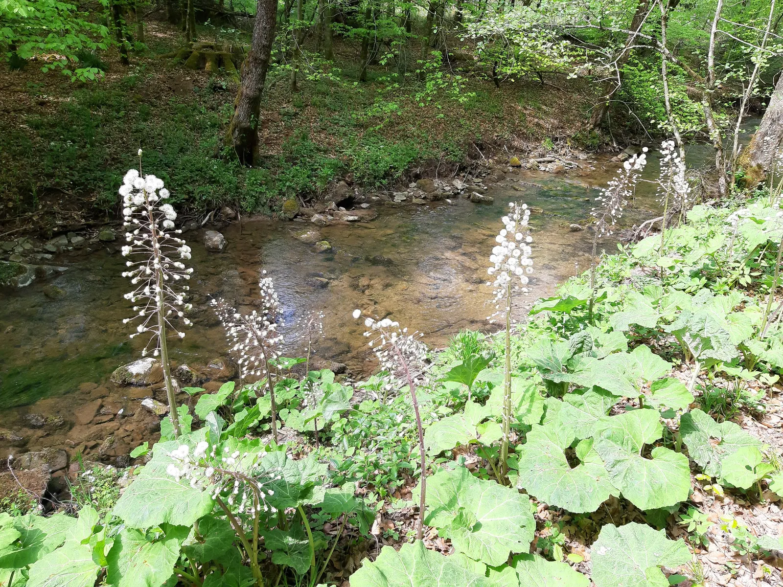 Butterbur (Petasites Japanicus 'Giganteus') — shaded areas where other plants might struggle; fleshy stems typically reaching between 3 to 5 feet in