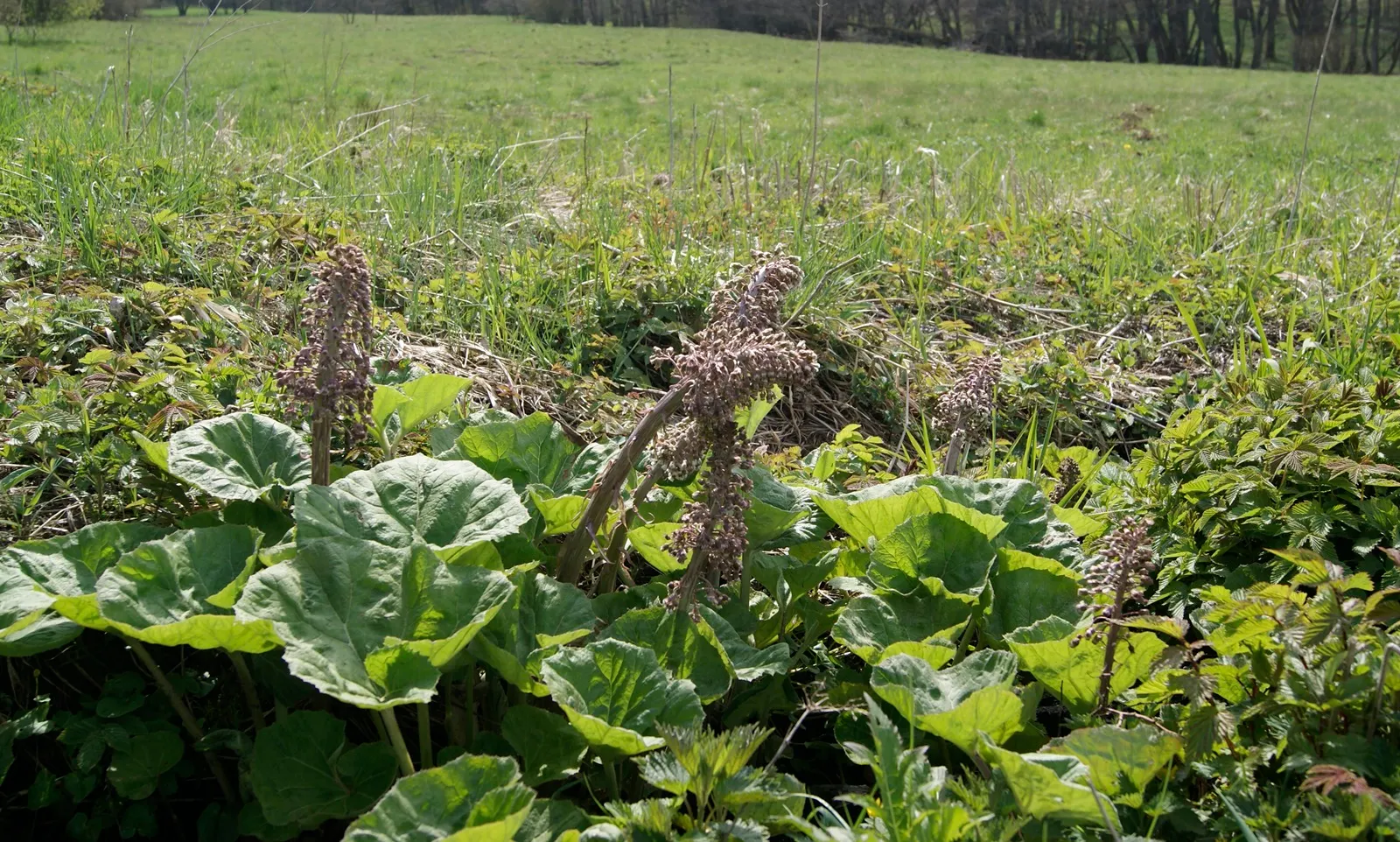 Butterbur (Petasites Japanicus 'Giganteus') — aquatic / perennial for full or half; it pairs well with ferns and hostas for a diverse understorey, image 104