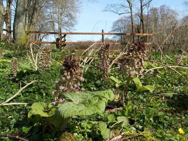 Butterbur (Petasites Japanicus 'Giganteus') — and demands consistently moist soil for optimal growth; its distinctive foliage provides striking, image 57