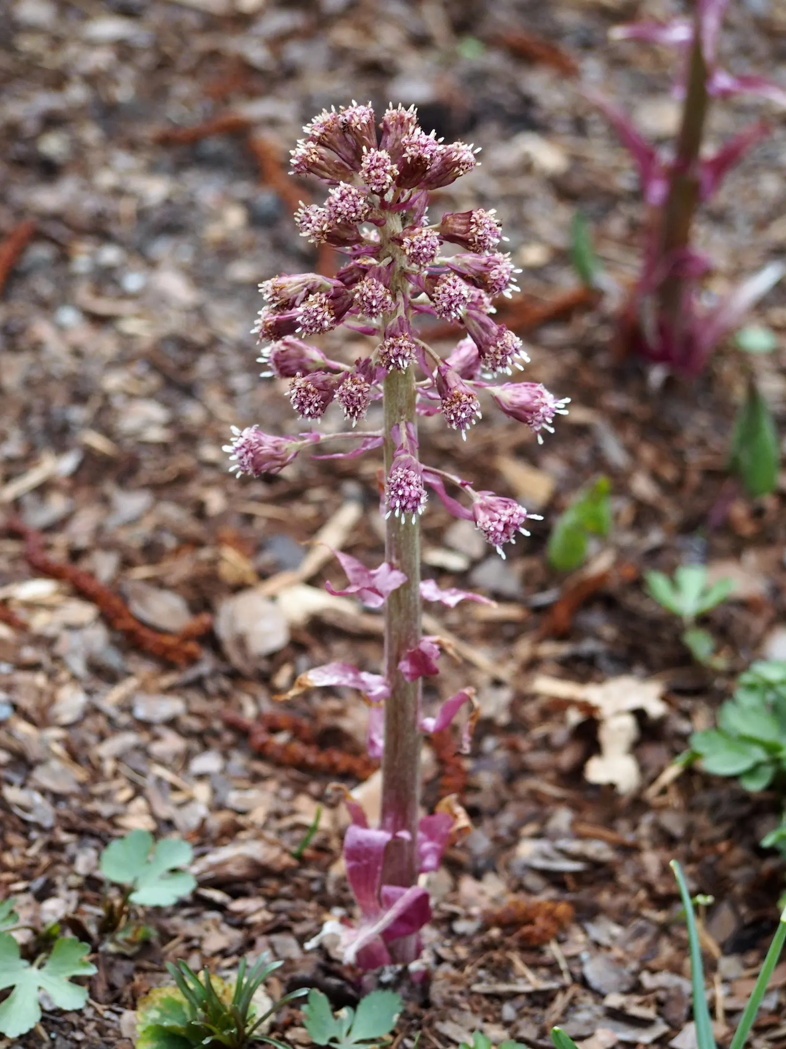 Butterbur (Petasites Japanicus 'Giganteus') — Although it adds an element of grandeur with its size; necessitates ample space and may require, image 72