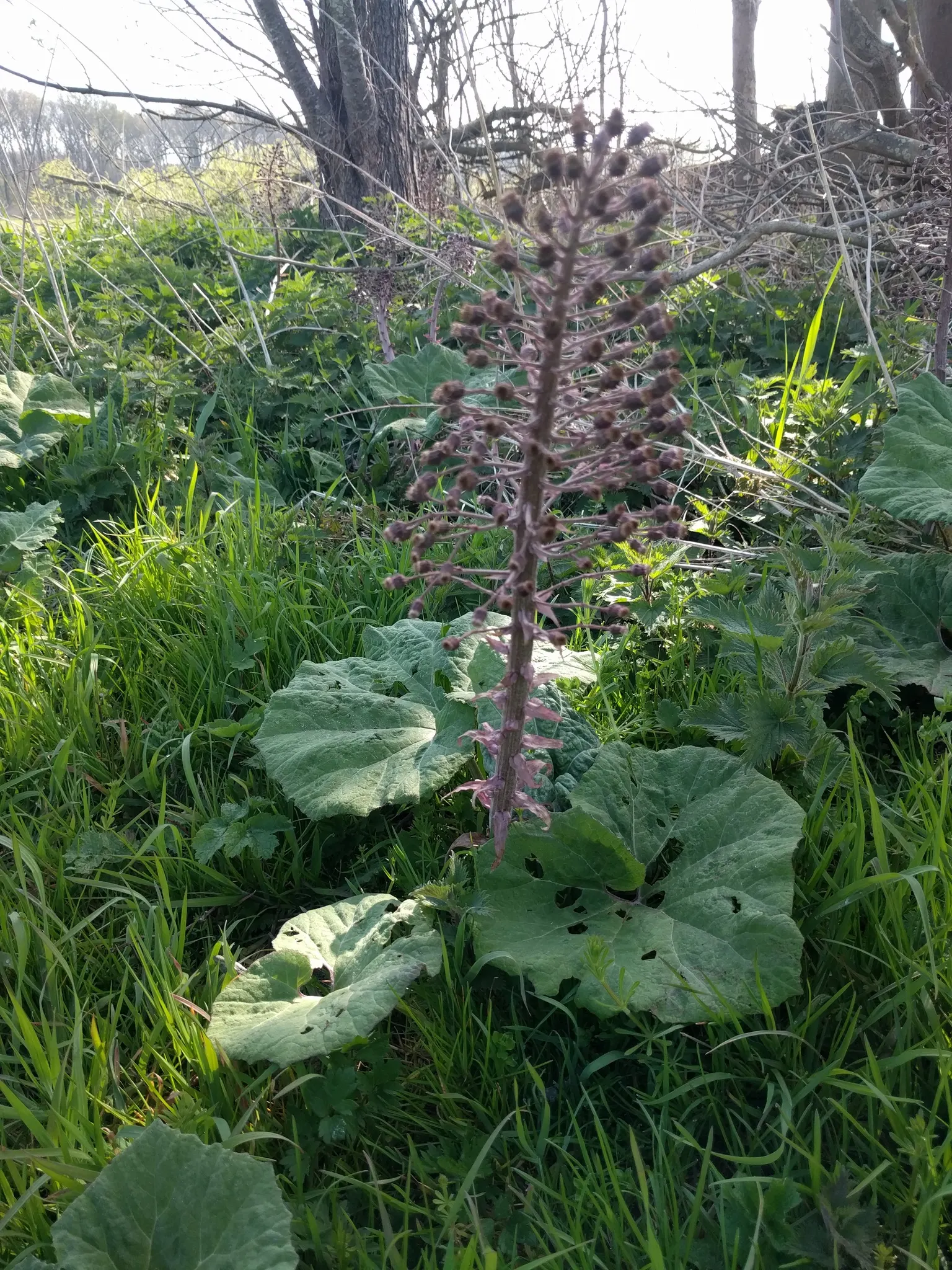 Butterbur (Petasites Japanicus 'Giganteus') — fleshy stems typically reaching between 3 to 5 feet in height.<br><br>As an early bloomer