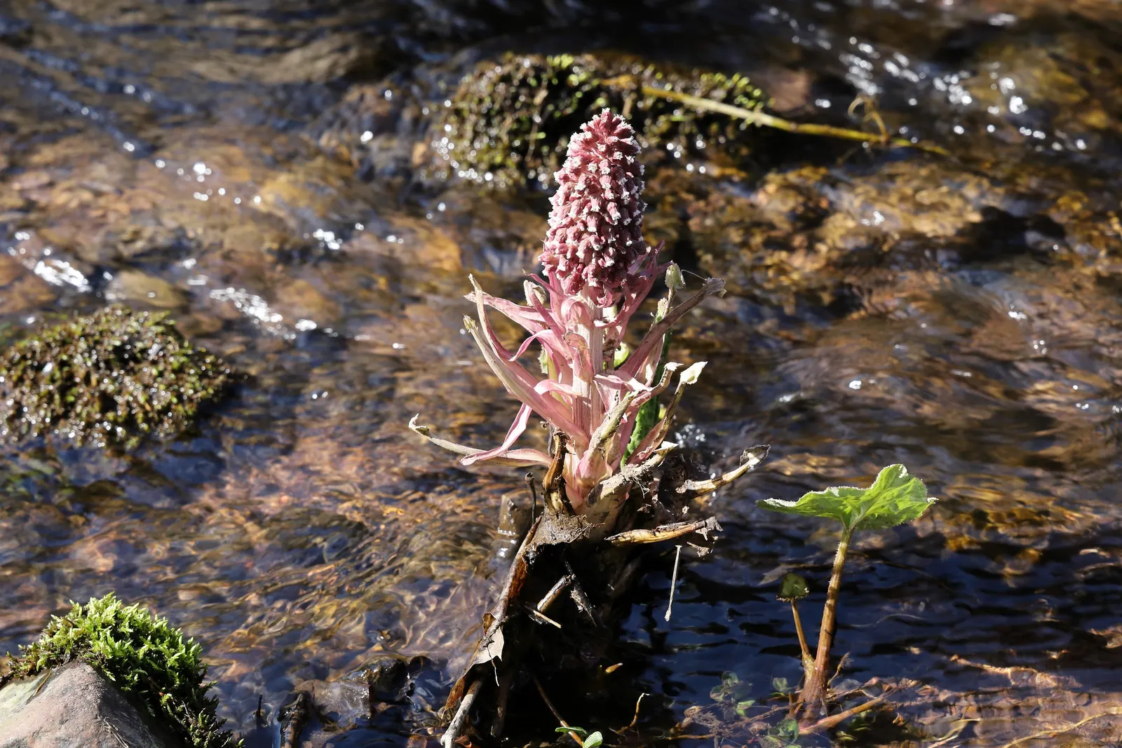 Butterbur (Petasites Japanicus 'Giganteus') — and demands consistently moist soil for optimal growth; its distinctive foliage provides striking, image 83