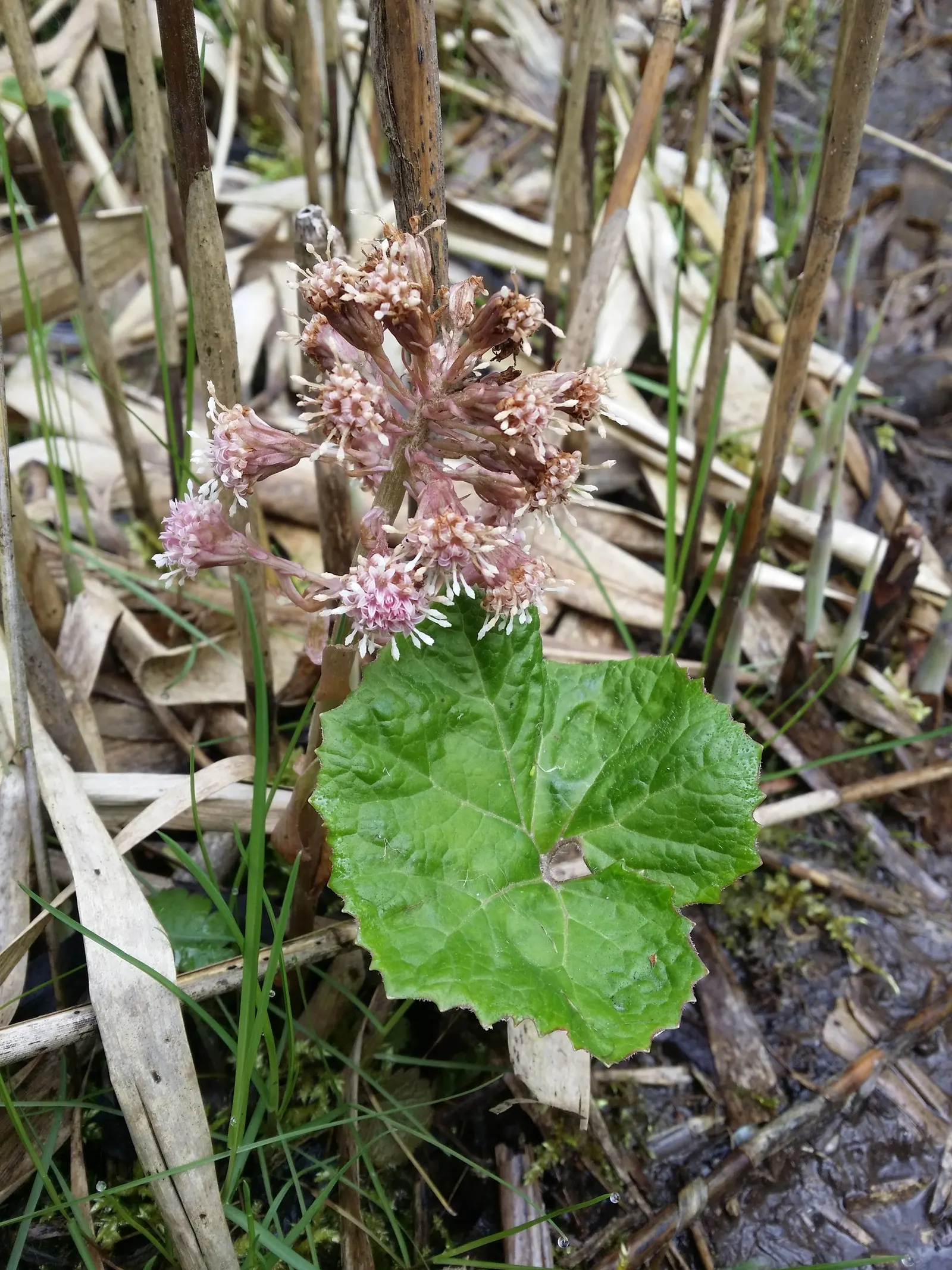 Butterbur (Petasites Japanicus 'Giganteus') — the Butterbur unfurls its green foliage in late winter or early spring; pinkish flower spikes that, image 122