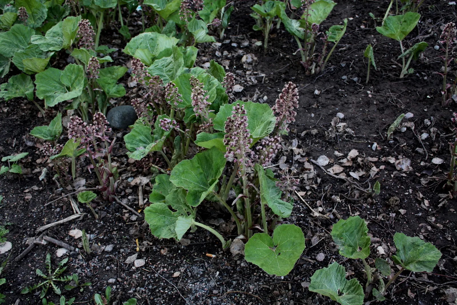 Butterbur (Petasites Japanicus 'Giganteus') — consider its vast scale and the textural contrast it brings to the landscape; butterbur does have a, image 74