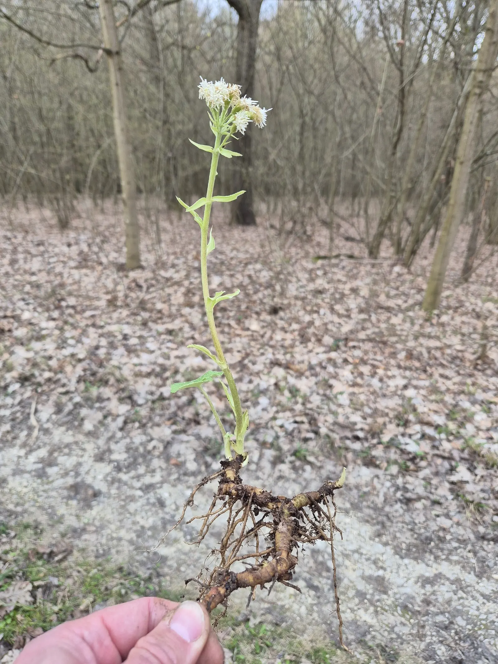 Butterbur (Petasites Japanicus 'Giganteus') — Its distinctive foliage provides striking ground cover and a lush, tropical aesthetic; making it an, image 84