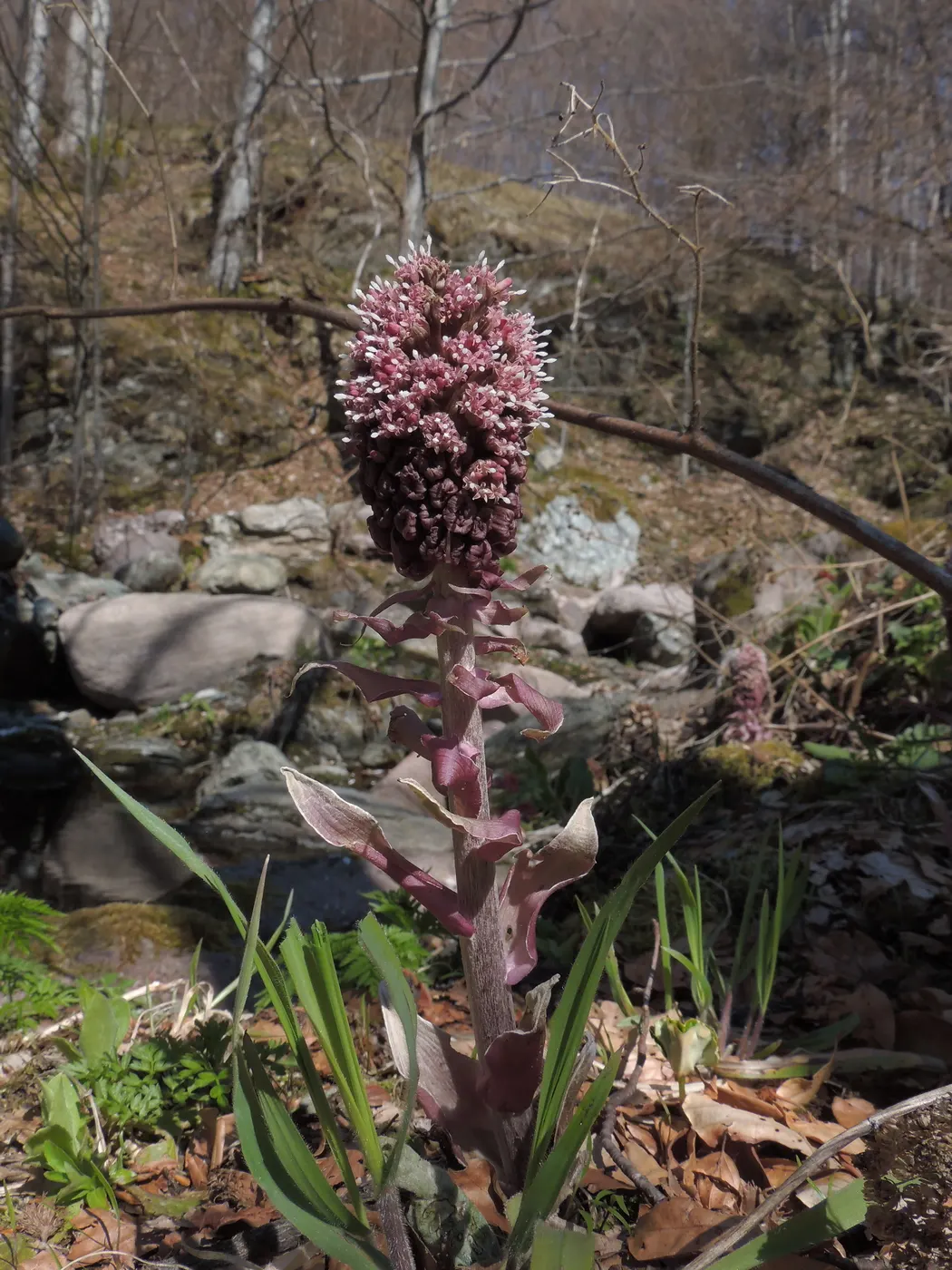 Butterbur (Petasites Japanicus 'Giganteus') — Its distinctive foliage provides striking ground cover and a lush, tropical aesthetic; making it an, image 110