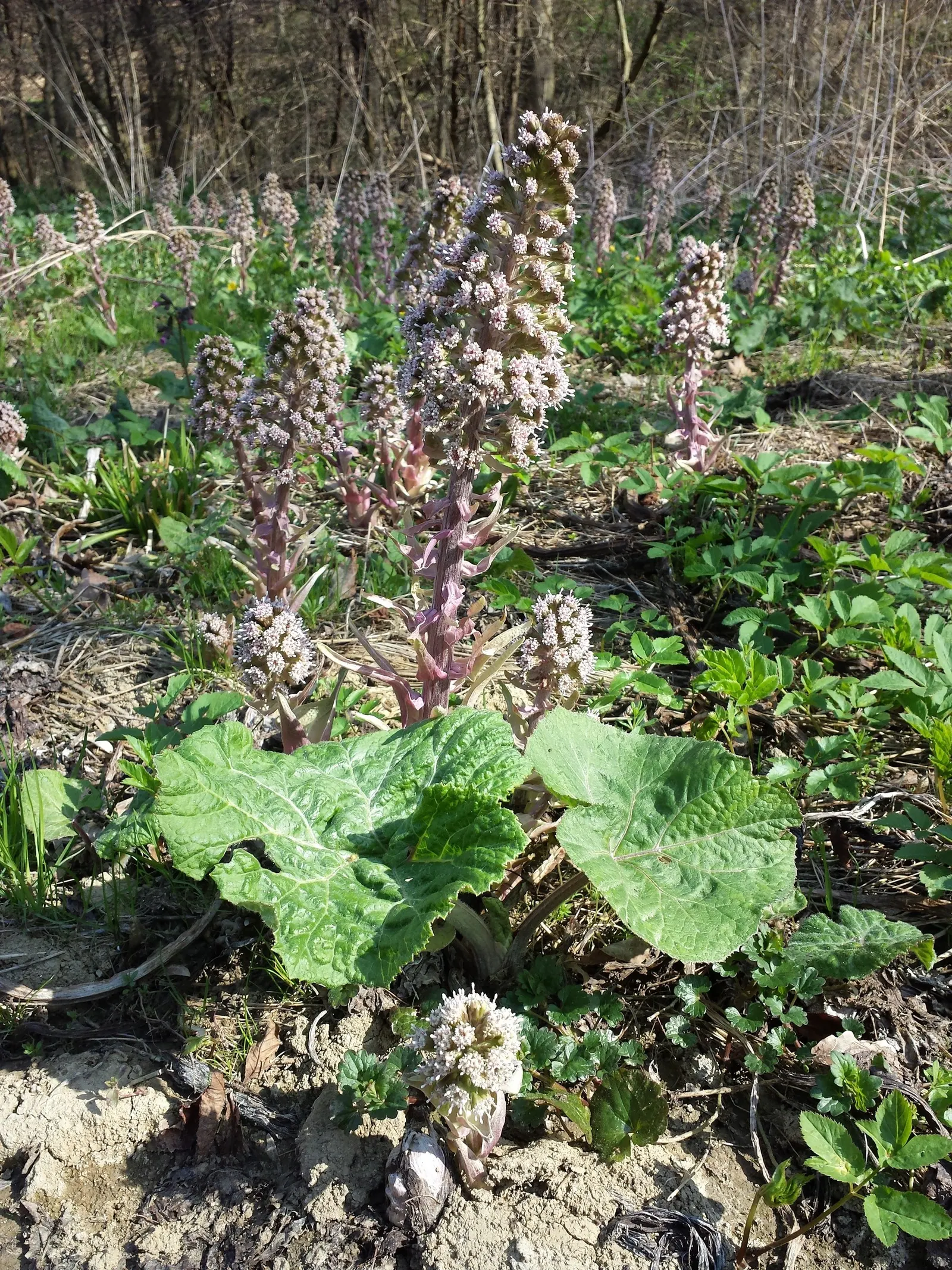 Butterbur (Petasites Japanicus 'Giganteus') — Its distinctive foliage provides striking ground cover and a lush, tropical aesthetic