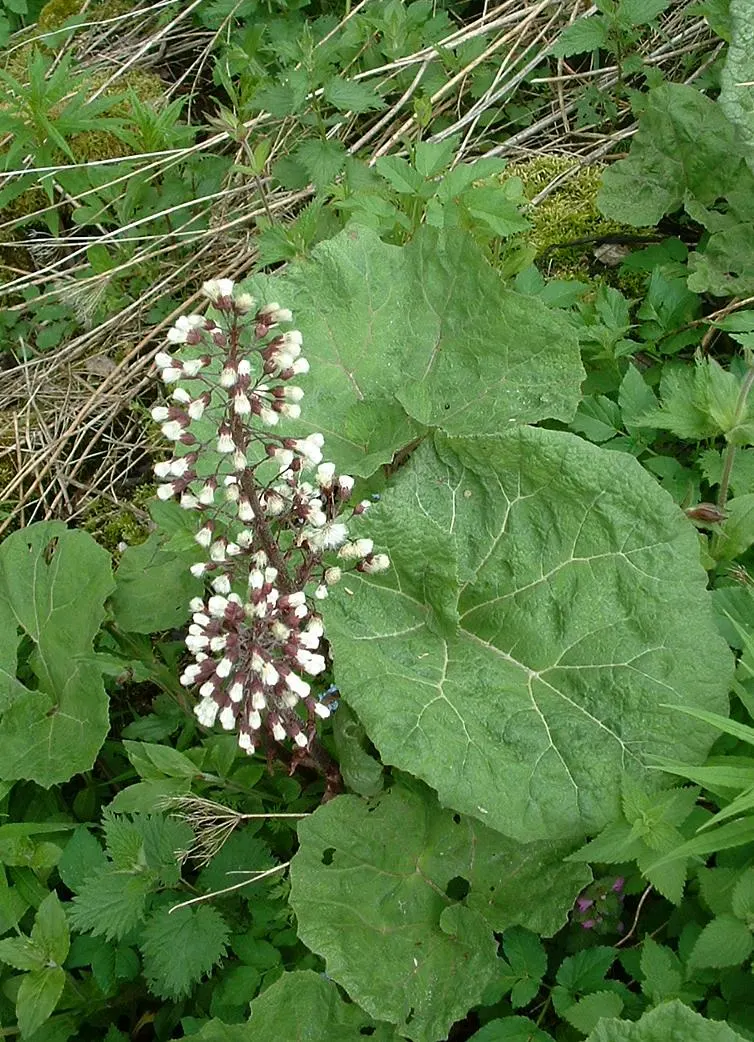 Butterbur (Petasites Japanicus 'Giganteus') — consider its vast scale and the textural contrast it brings to the landscape