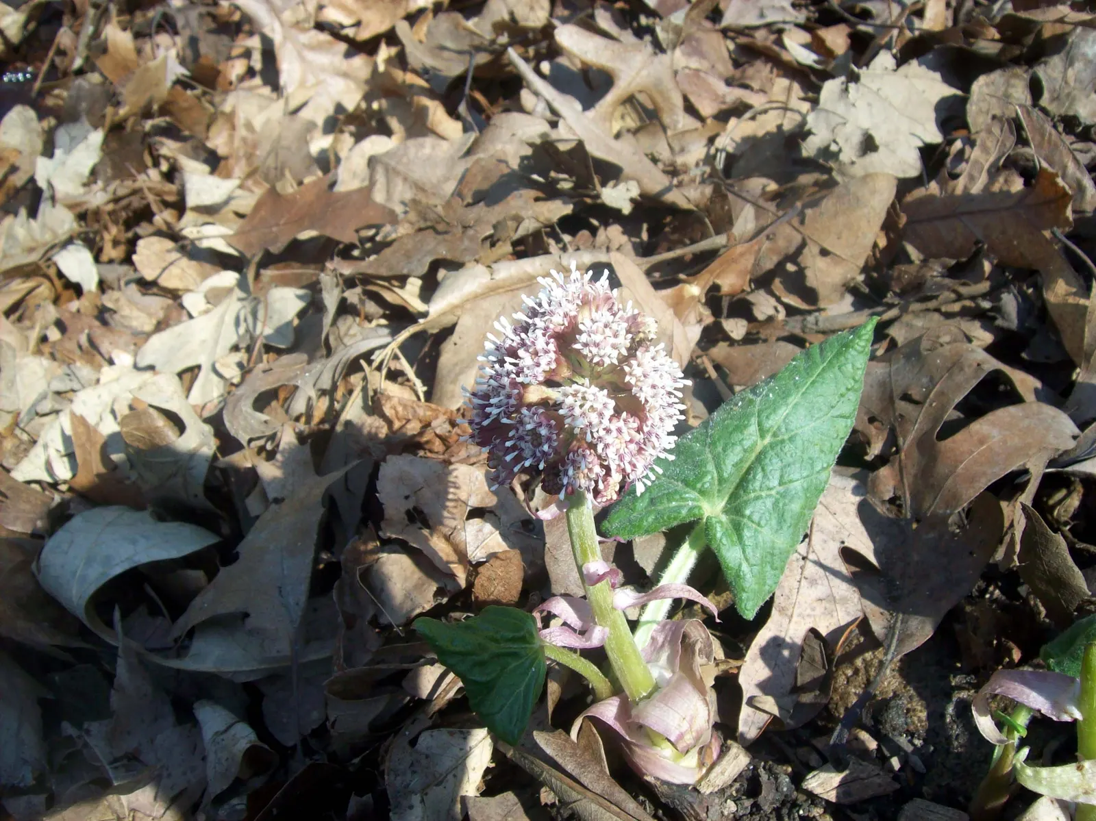 Butterbur (Petasites Japanicus 'Giganteus') — the Butterbur unfurls its green foliage in late winter or early spring; pinkish flower spikes that, image 96