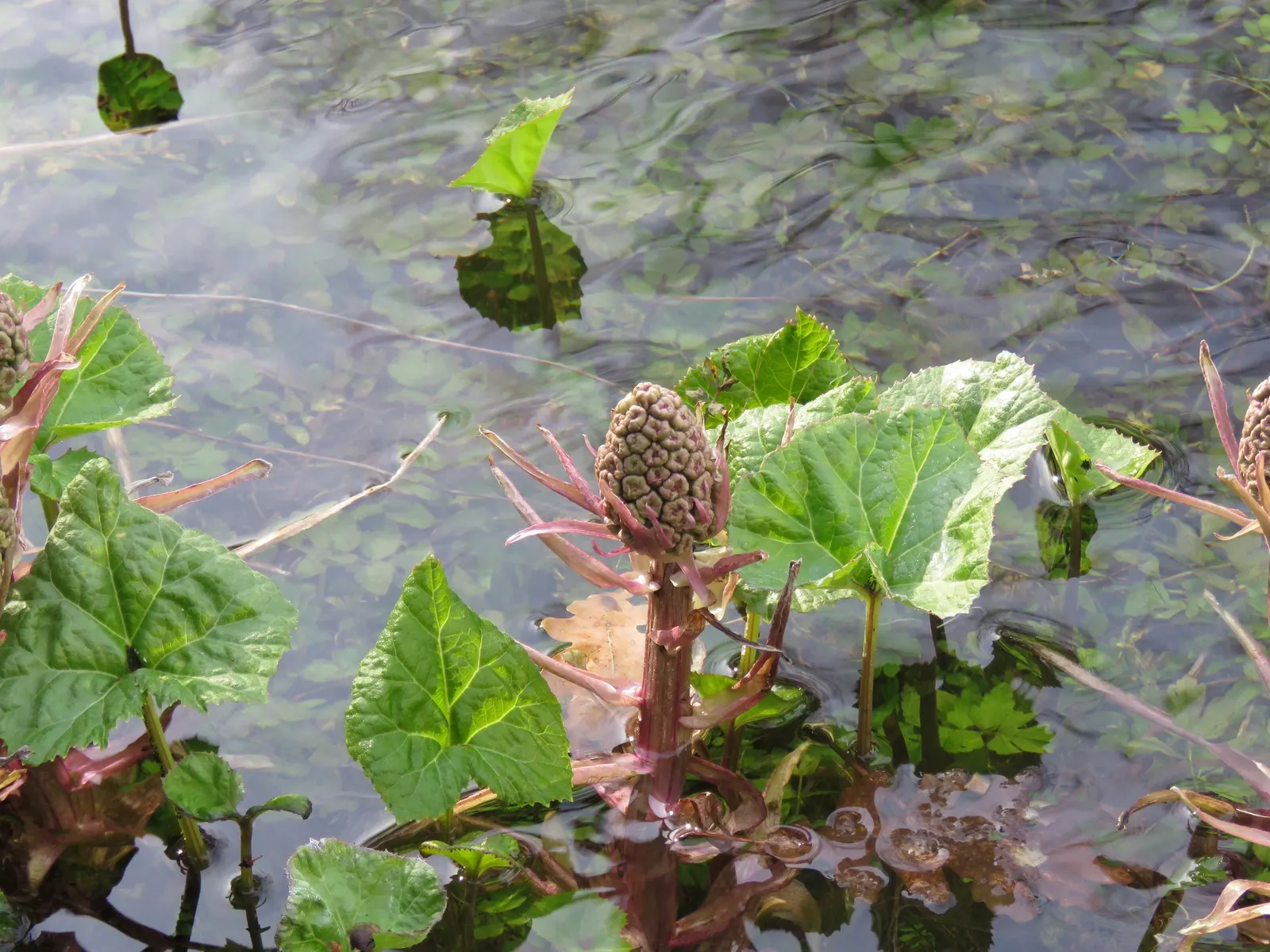 Butterbur (Petasites Japanicus 'Giganteus') — allowing it to fill expansive areas with its heart-shaped leaves that rise from the ground on hollow, image 120